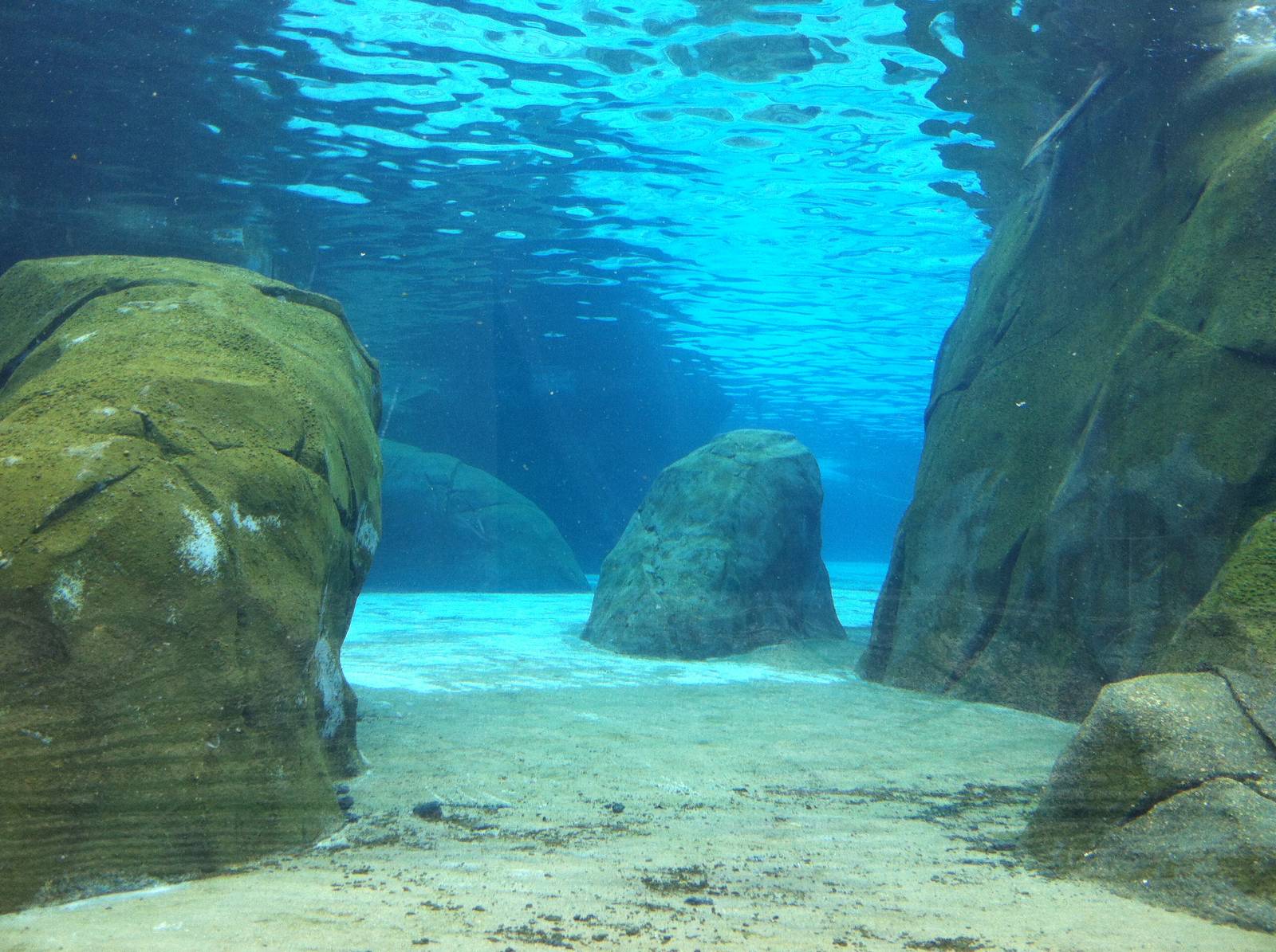Saint Louis Zoo: Sea Lion Sound