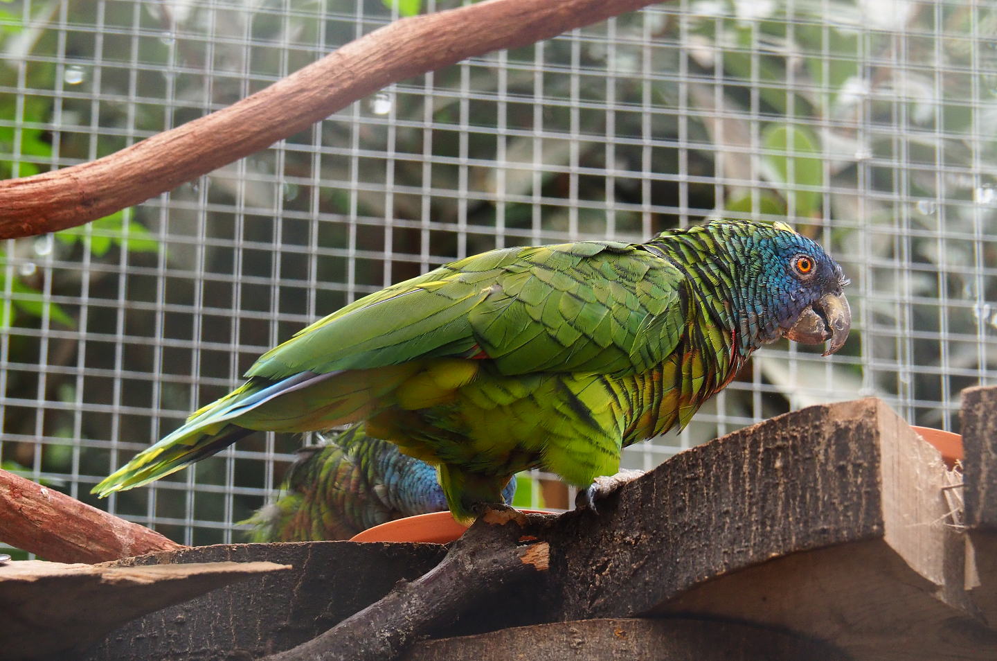 Saint Lucia amazon (Amazona versicolor), 2019-10-05