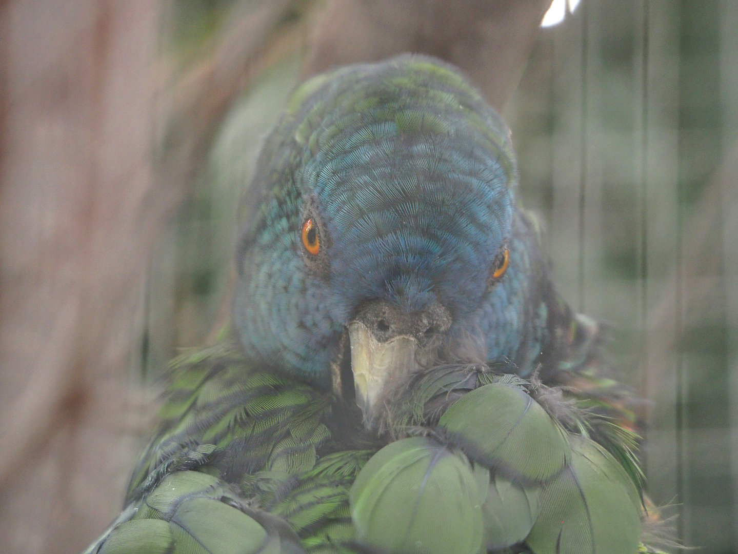 Saint Lucia amazon (Amazona versicolor), 2022-09-15