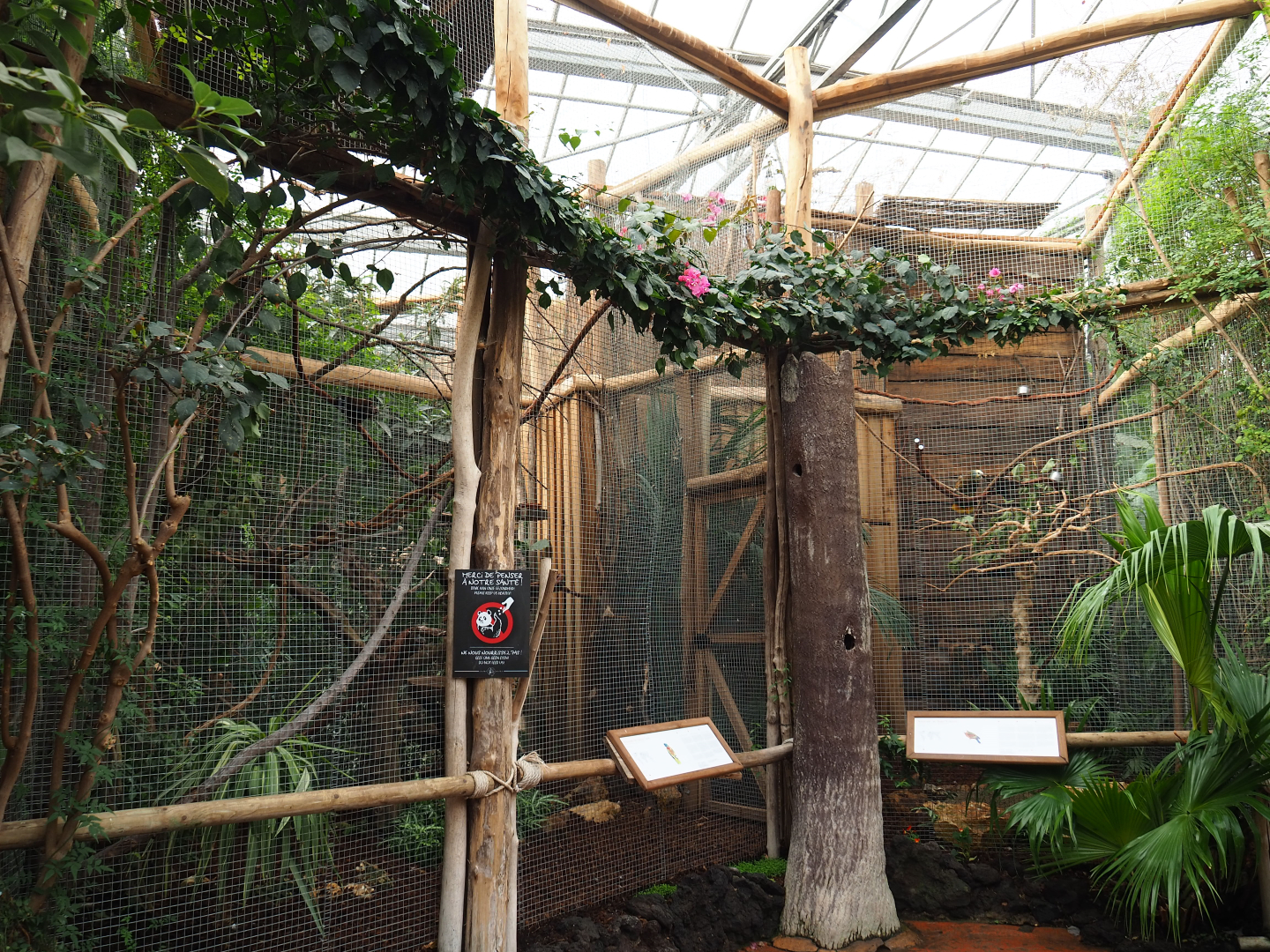 Saint Lucia and Saint Vincent amazons aviaries, 2019-10-05