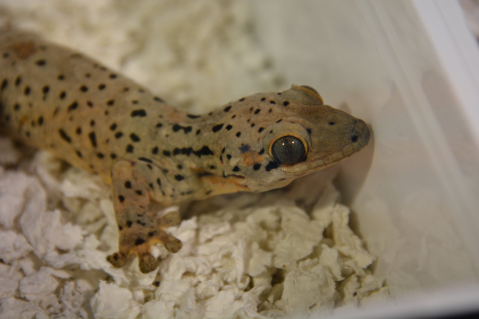 Saint Martin thick-tailed gecko (Thecadactylus oskrobapreinorum)