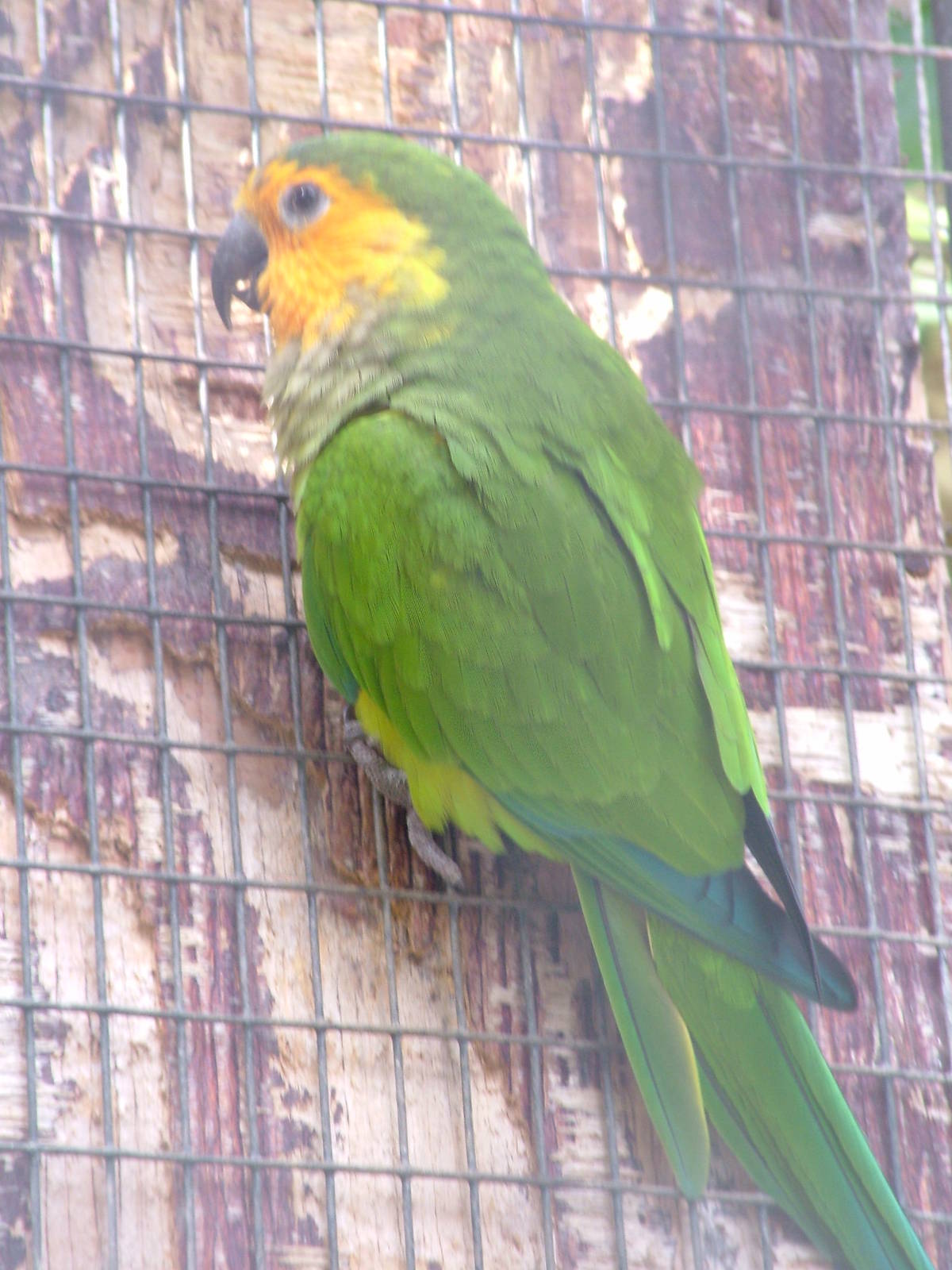 Saint Thomas Brown-throated Conure at Loro Parque, 08/11/10