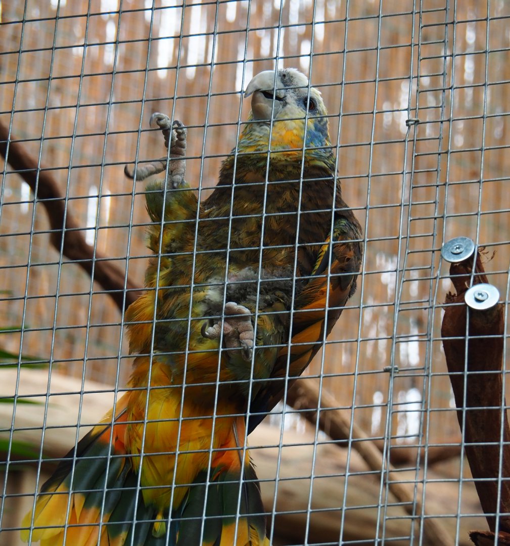 Saint Vincent amazon (Amazona guildingii), 2019-10-05