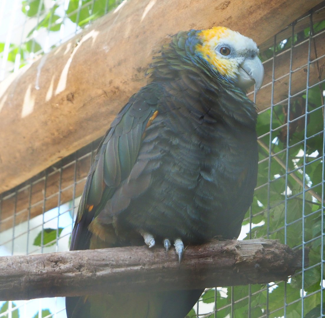Saint Vincent amazon (Amazona guildingii), 2021-09-03
