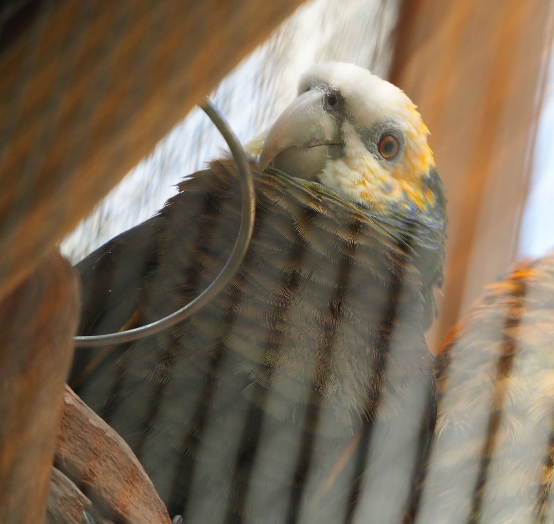 Saint Vincent amazon (Amazona guildingii), 2022-06-28