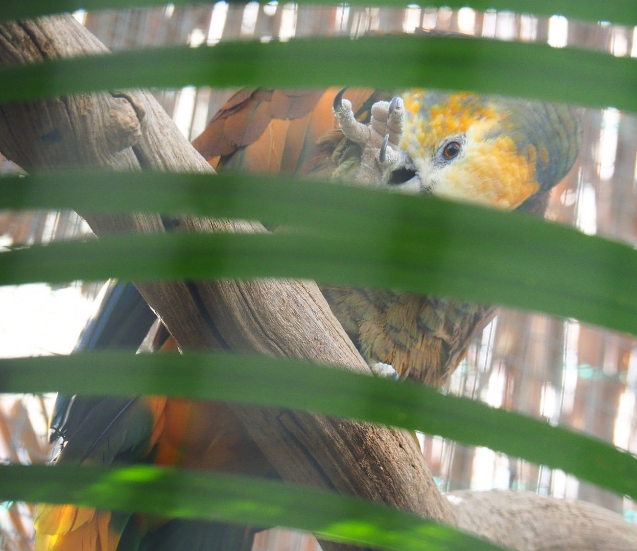 Saint Vincent amazon (Amazona guildingii), 2022-06-28