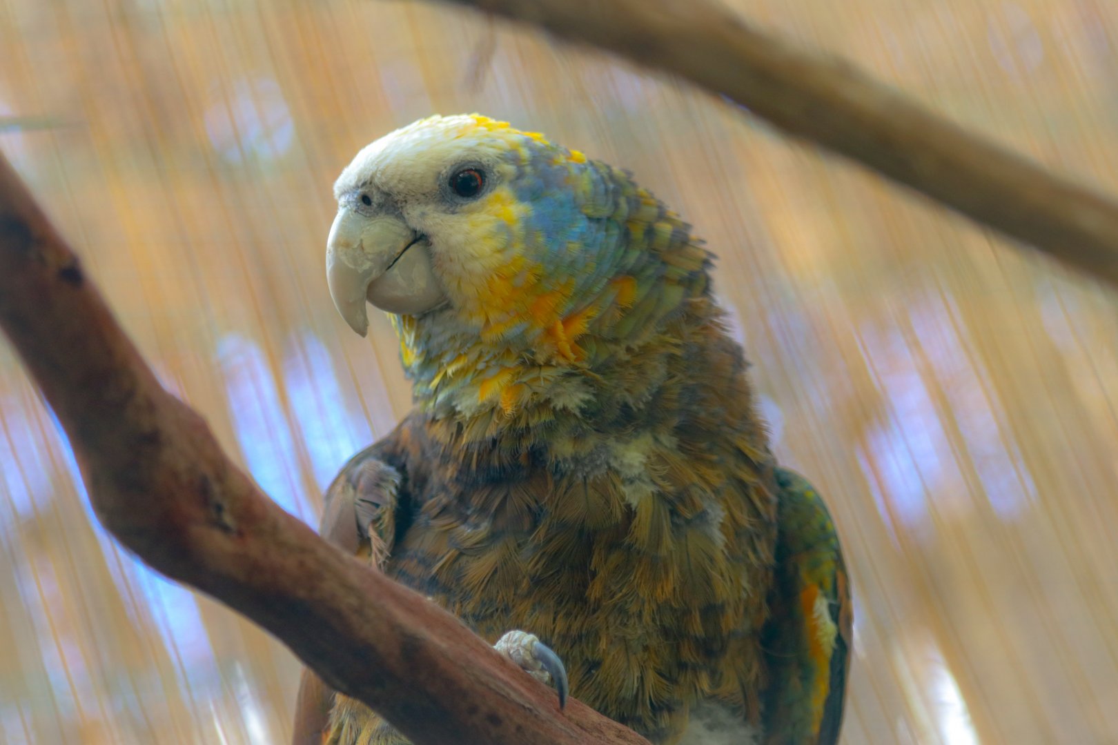 Saint Vincent Amazon (Amazona guildingii)