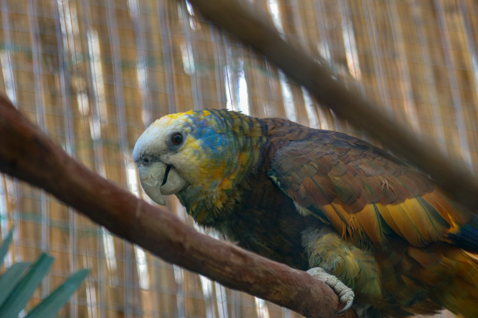 Saint Vincent Amazon (Amazona guildingii)
