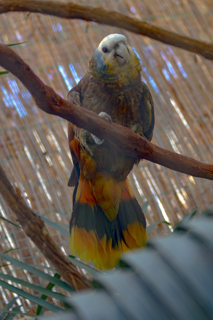 Saint Vincent Amazon (Amazona guildingii)