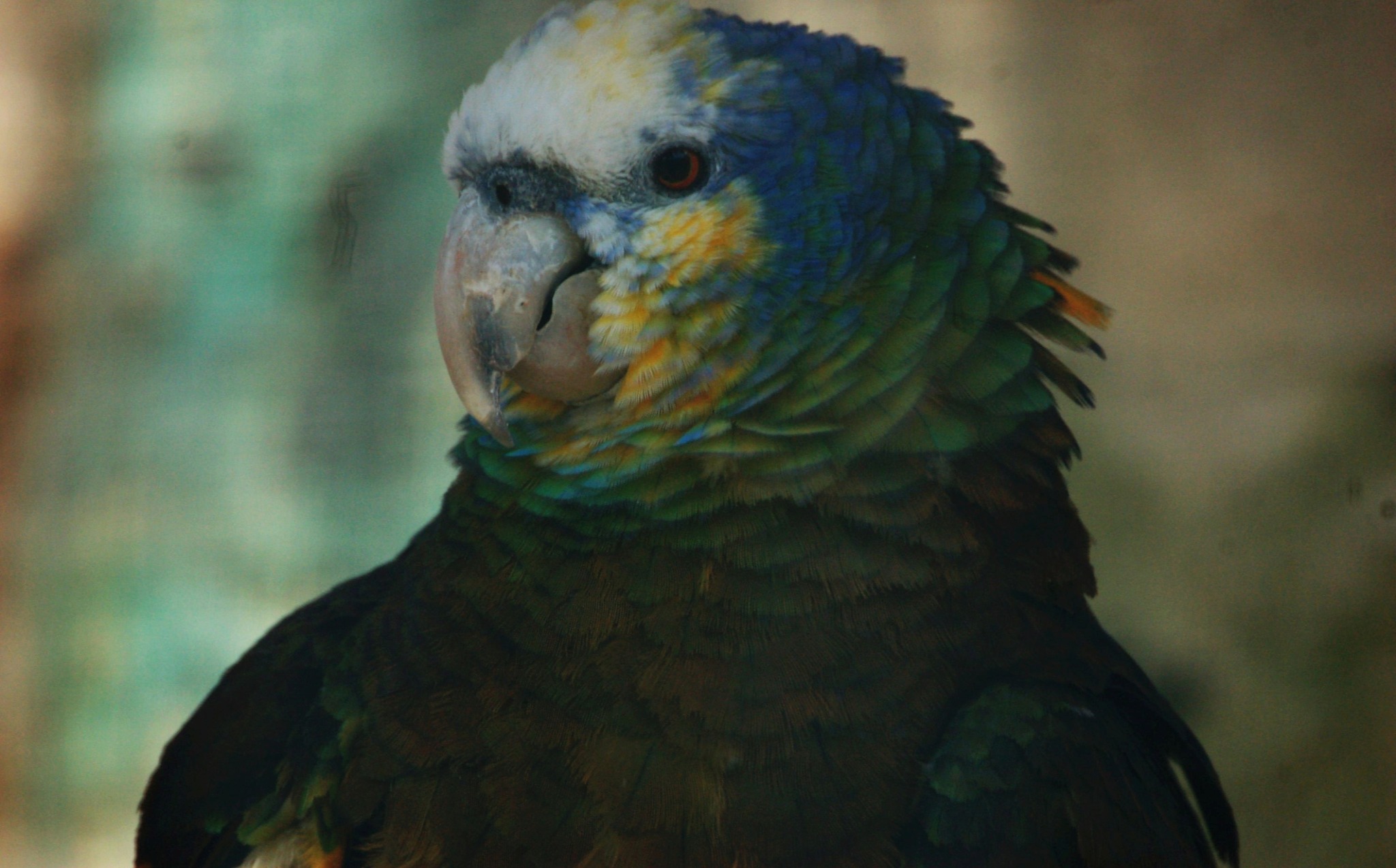 Saint Vincent Amazon - Amazona guildingii