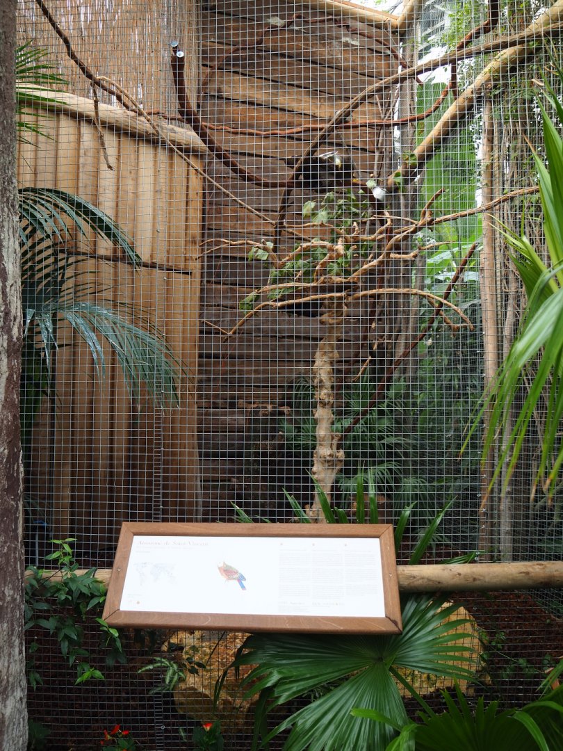 Saint Vincent amazon aviary, 2019-10-05
