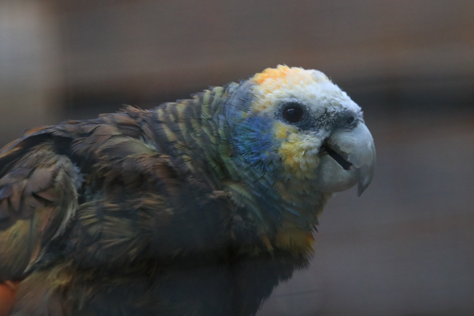 Saint vincent amazon (November 2019)