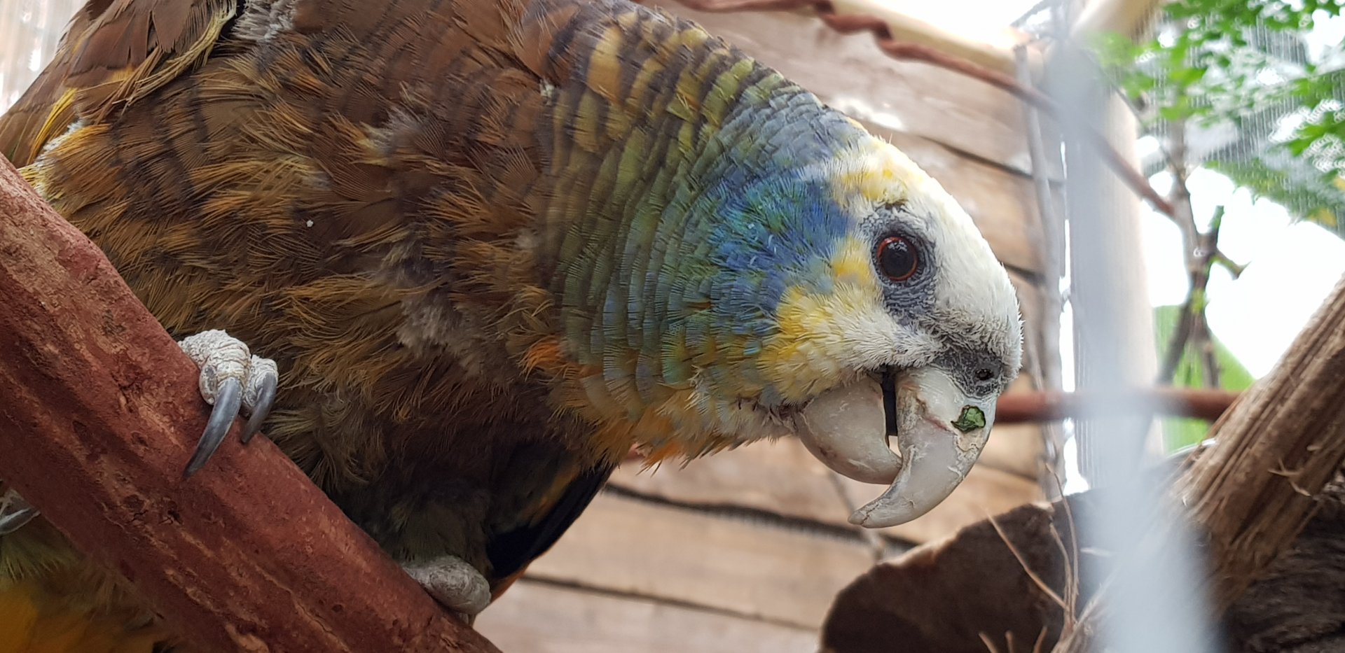 Saint Vincent Amazon parrot