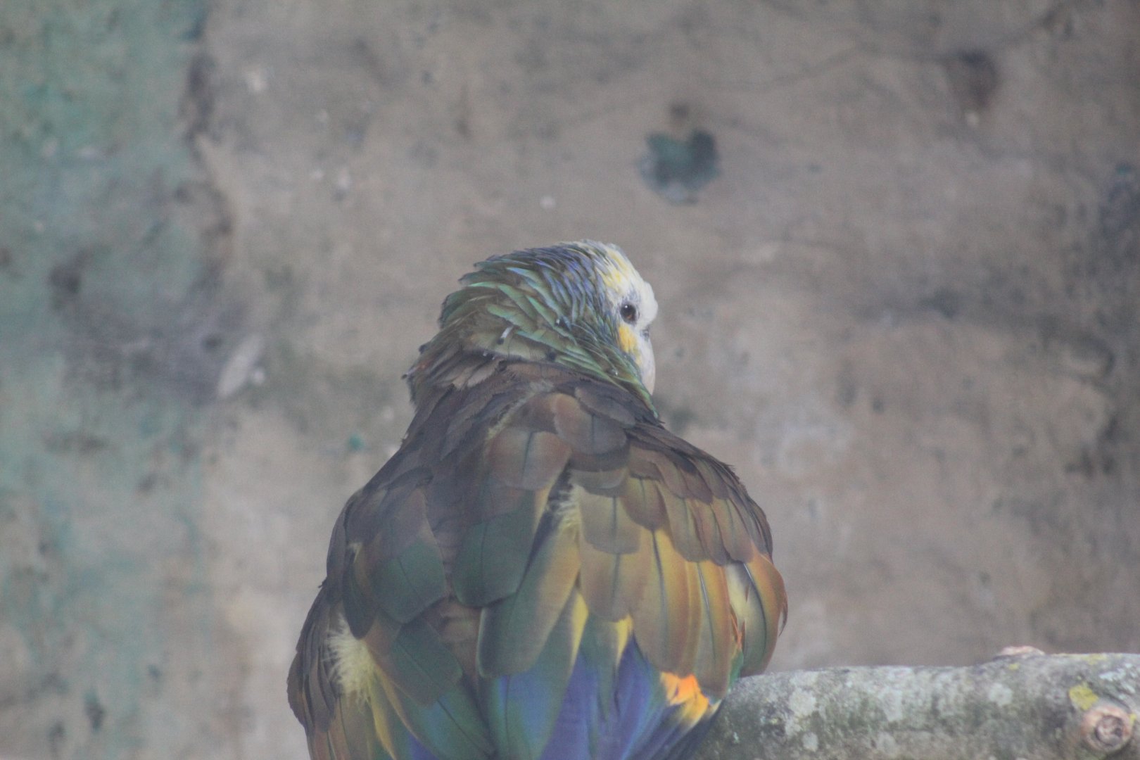 Saint Vincent Amazon