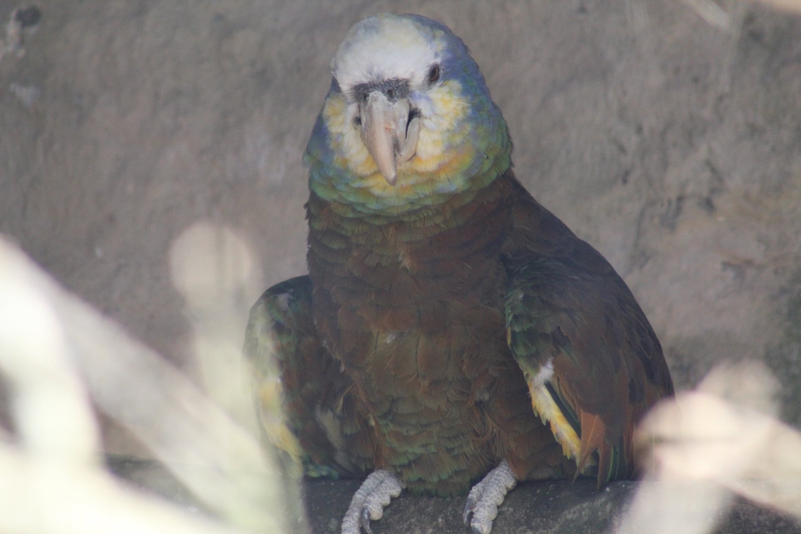 Saint Vincent Amazon