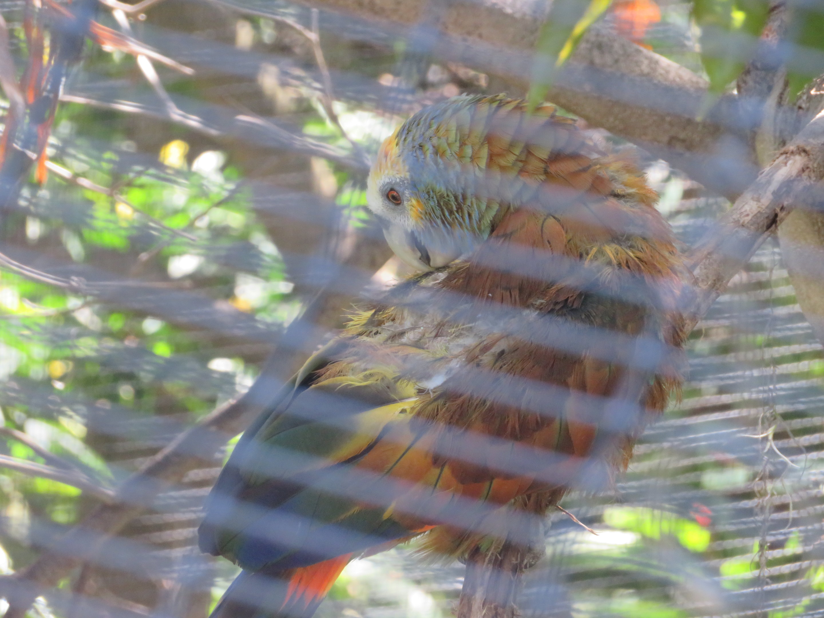 Saint Vincent Amazon