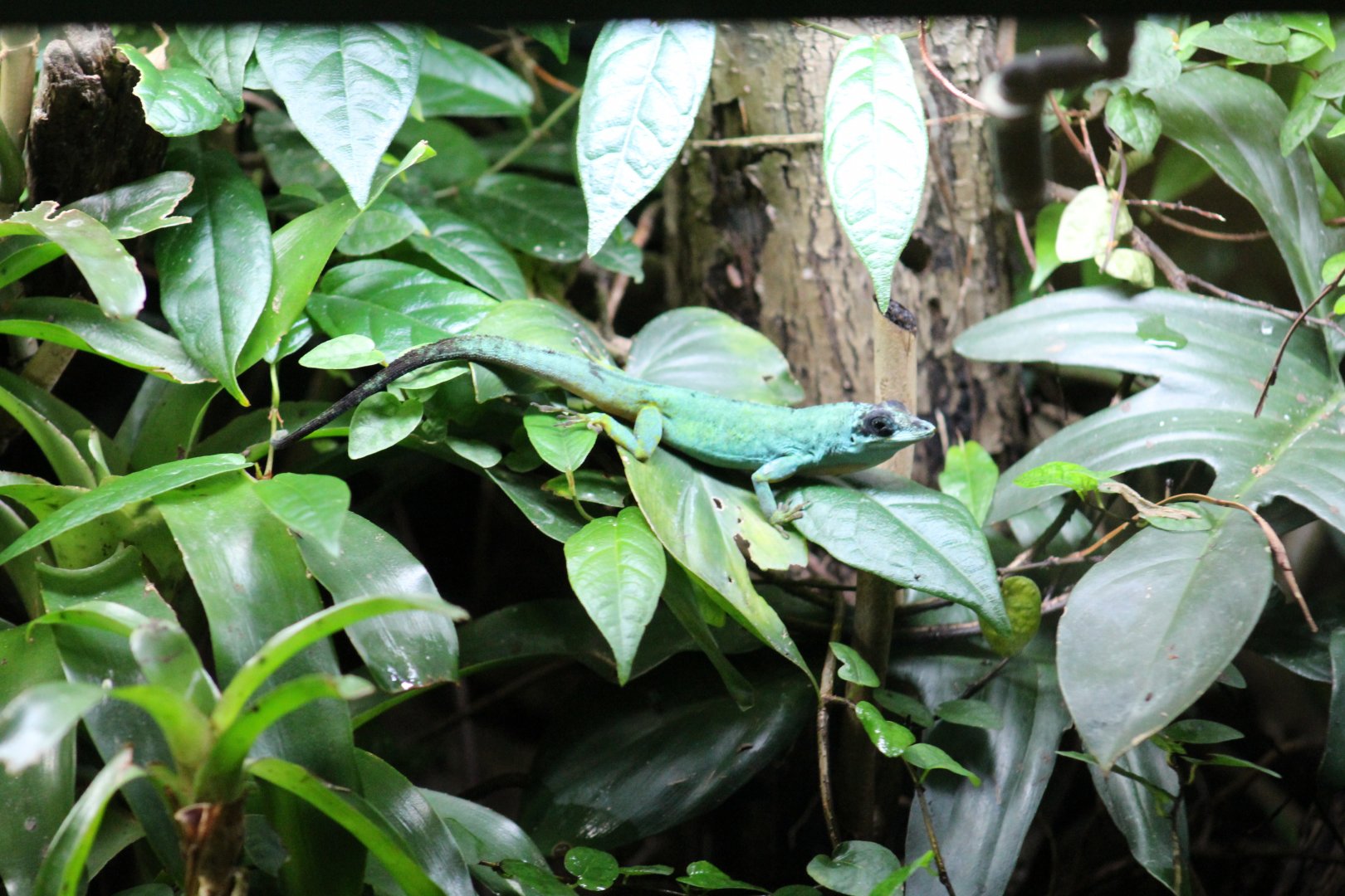 Saint Vincent Bush Anole