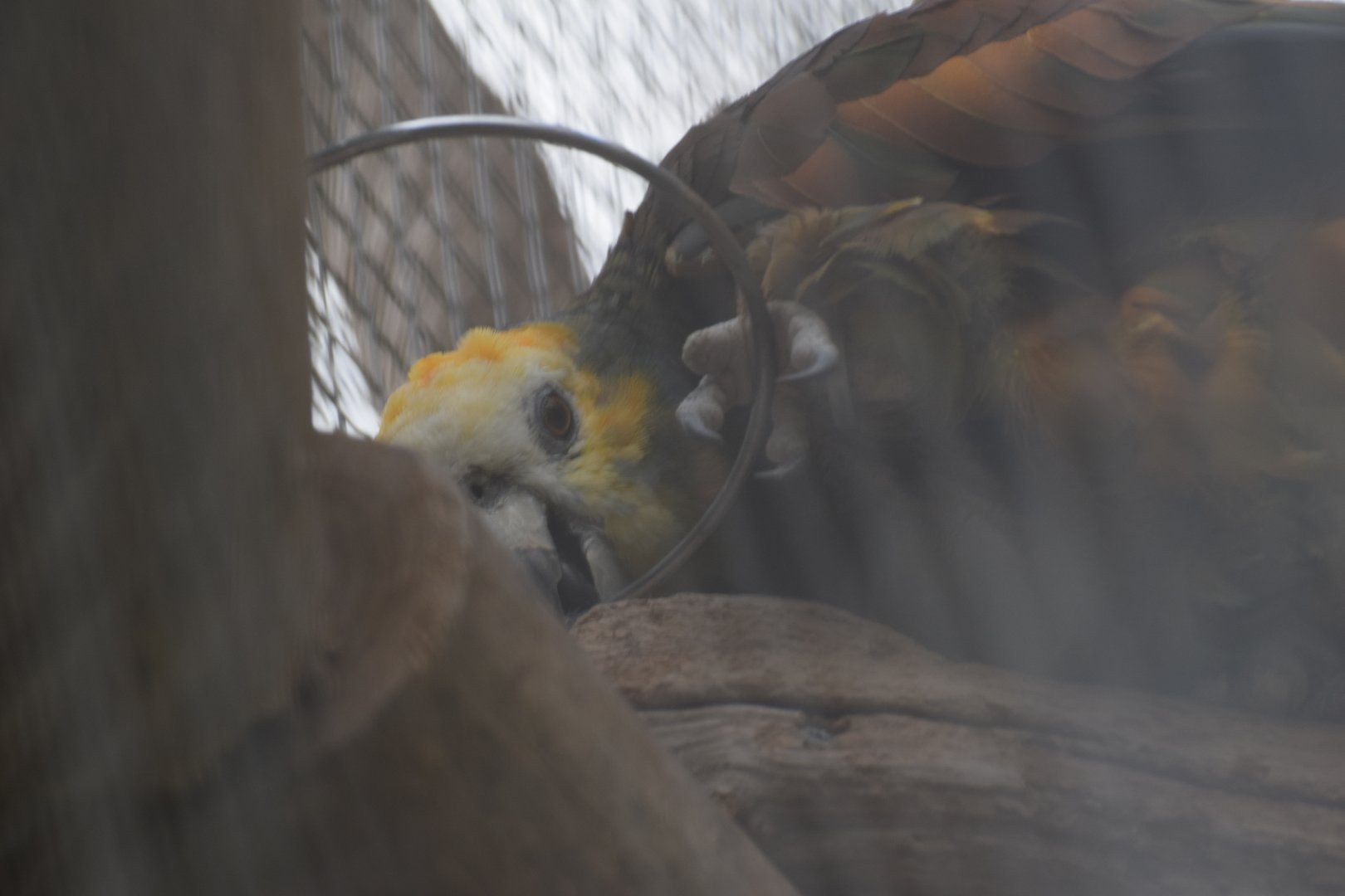 Saint vincent's amazon