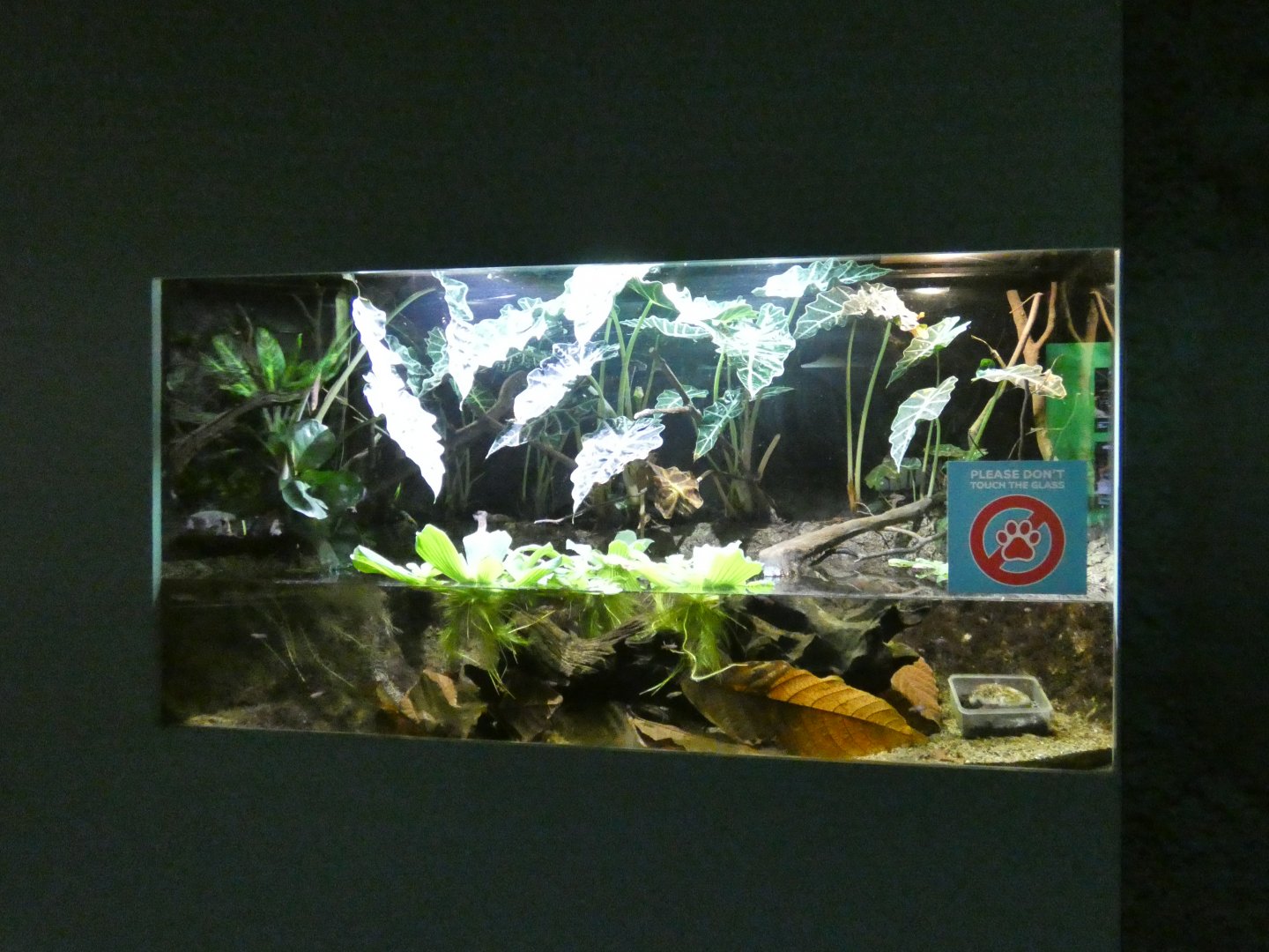 Sainthouse's Killifish enclosure in the Aquarium