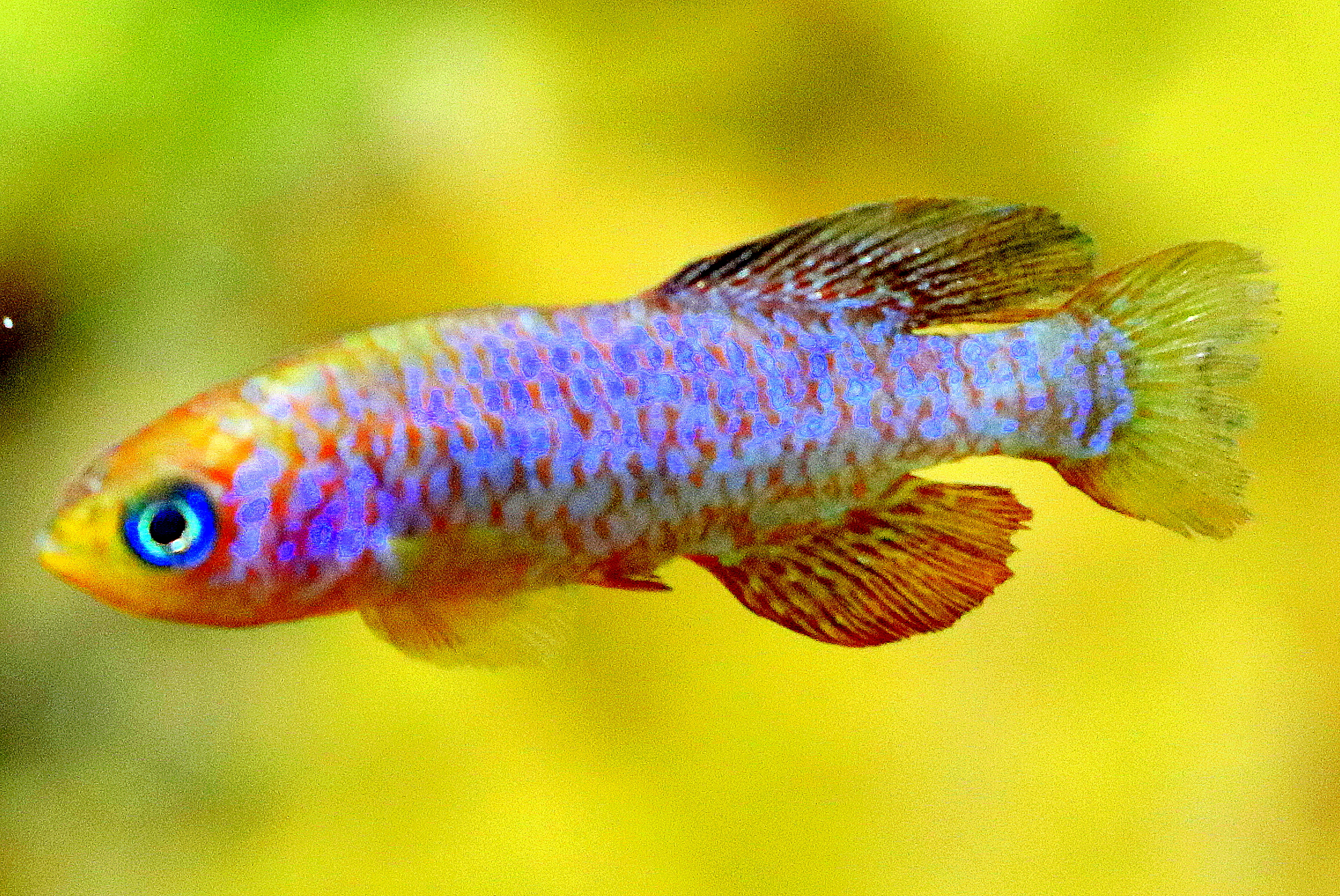 Sainthouse's killifish; Whipsnade; 25th July 2019