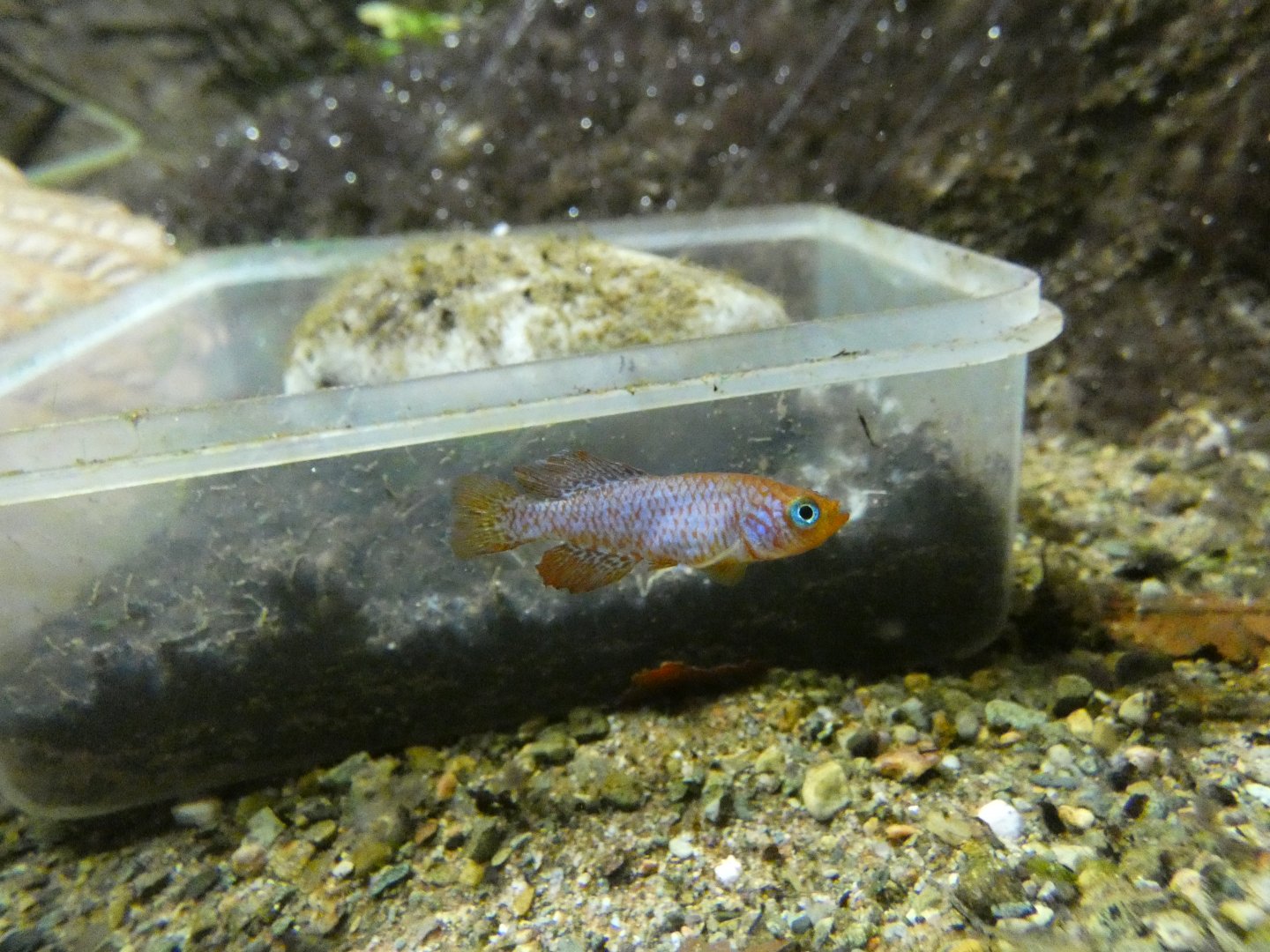 Sainthouse's Killifish