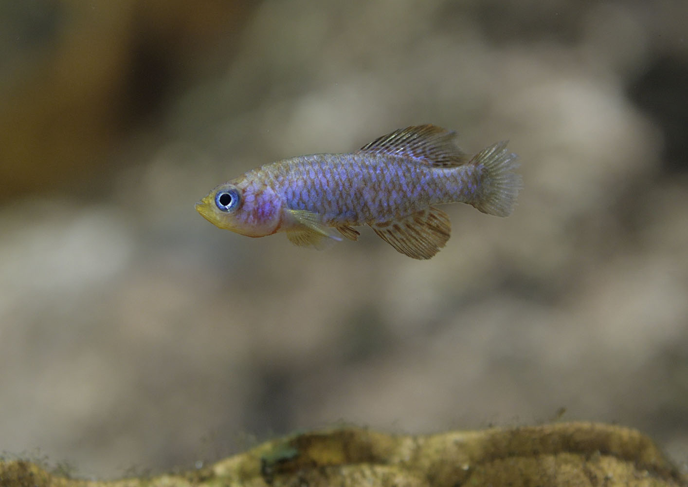Sainthouses's killifish