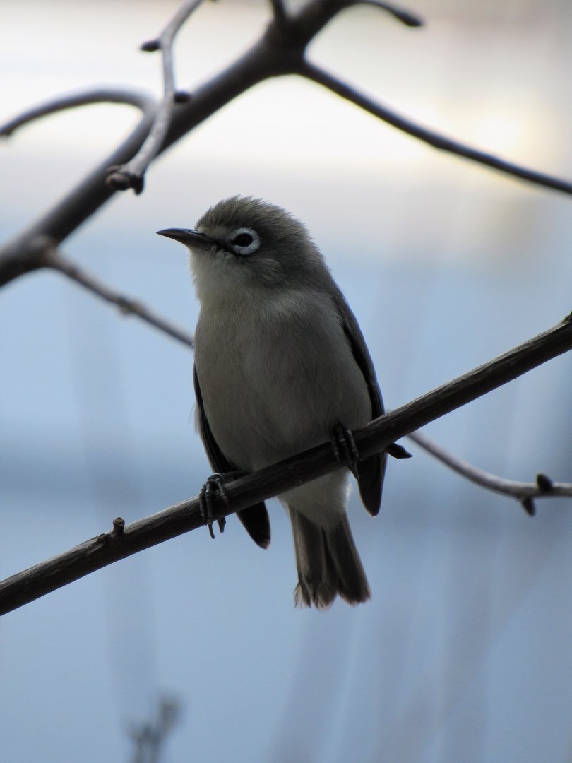 Saipan bridled white-eye