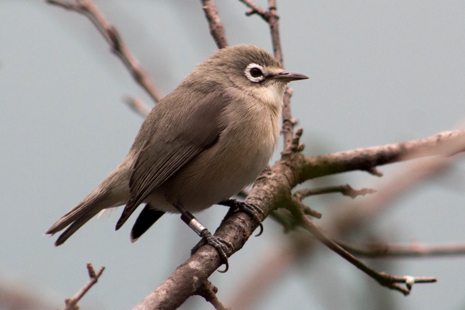 Saipan bridled white-eye