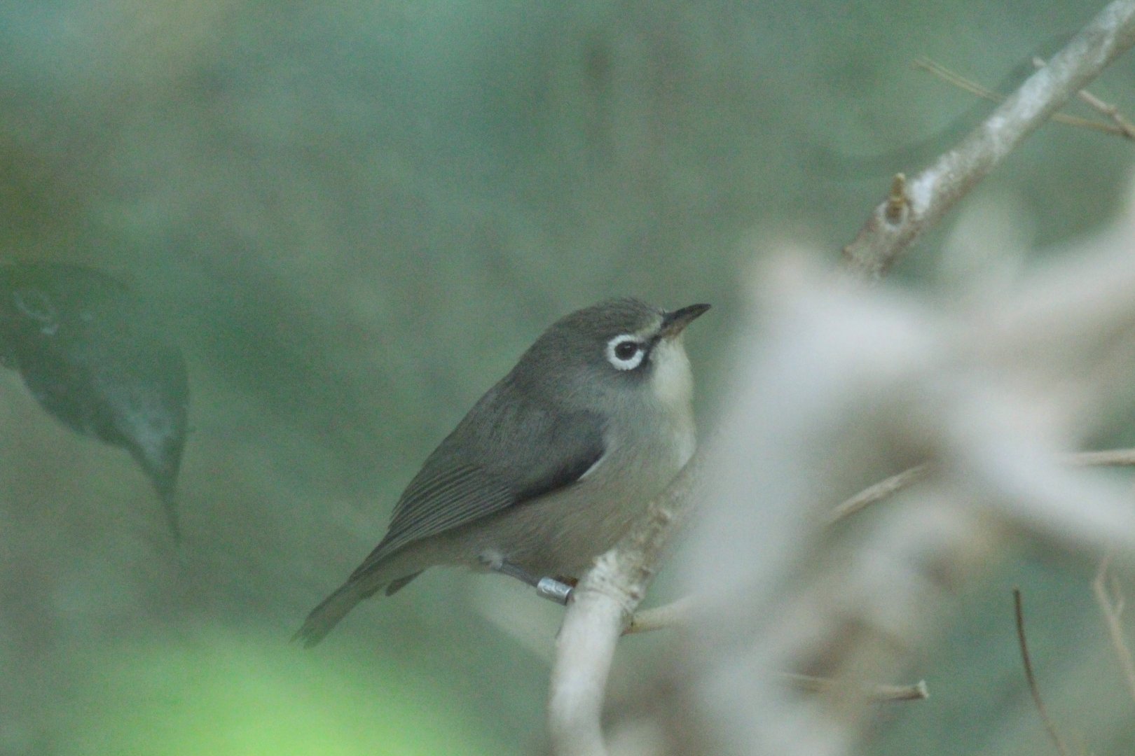 Saipan Bridled White-eye