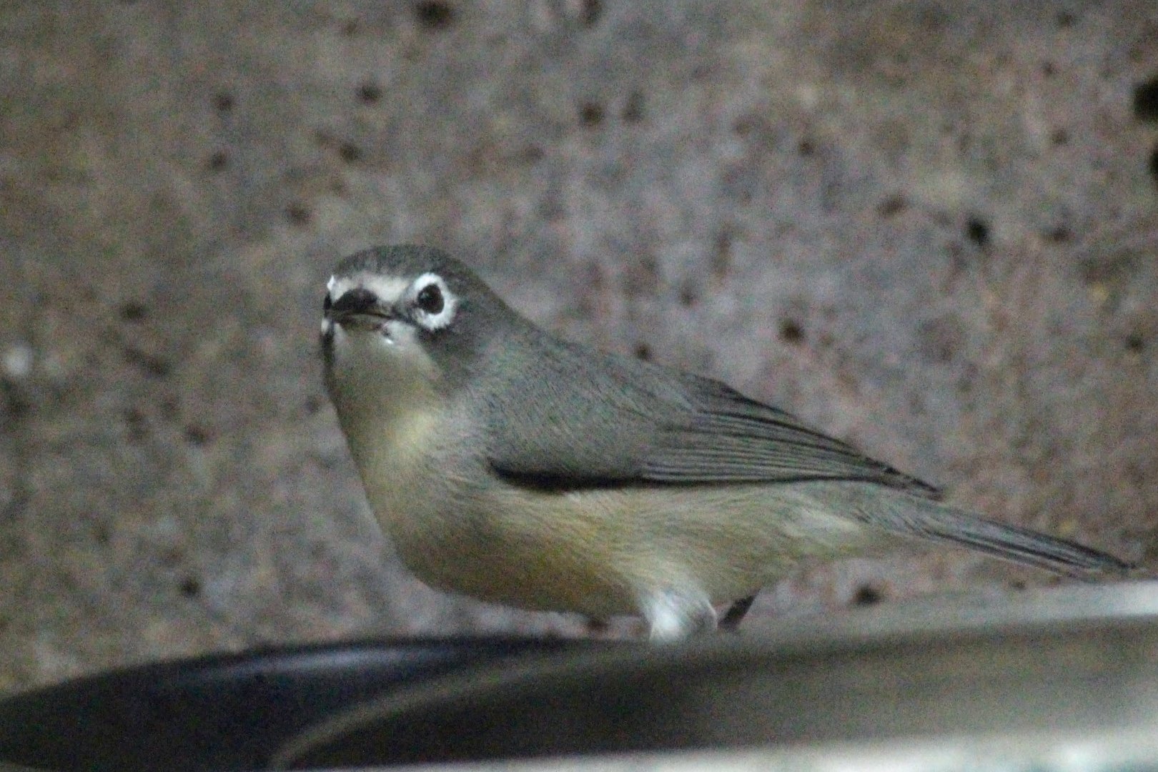 Saipan Bridled White-eye