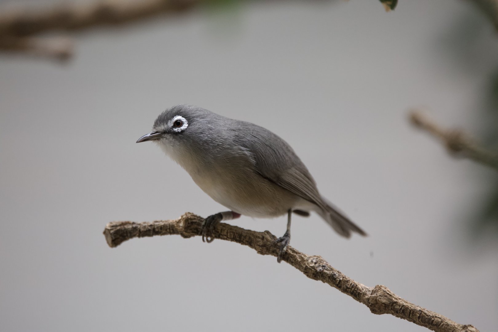 Saipan White-Eye/ Zosterops conspicillatus saypani