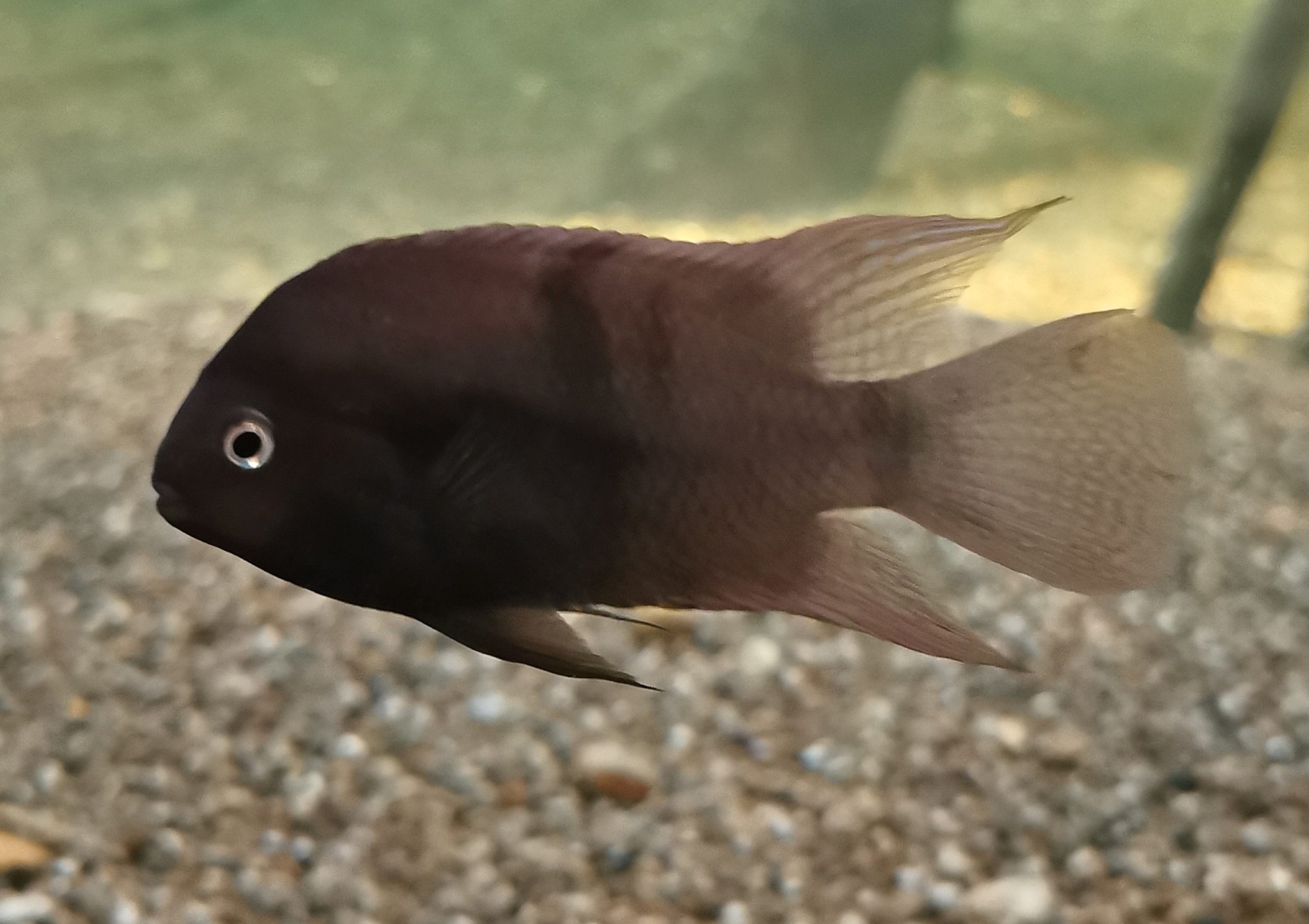 Sajica cichlid (Amatitlania sajica)