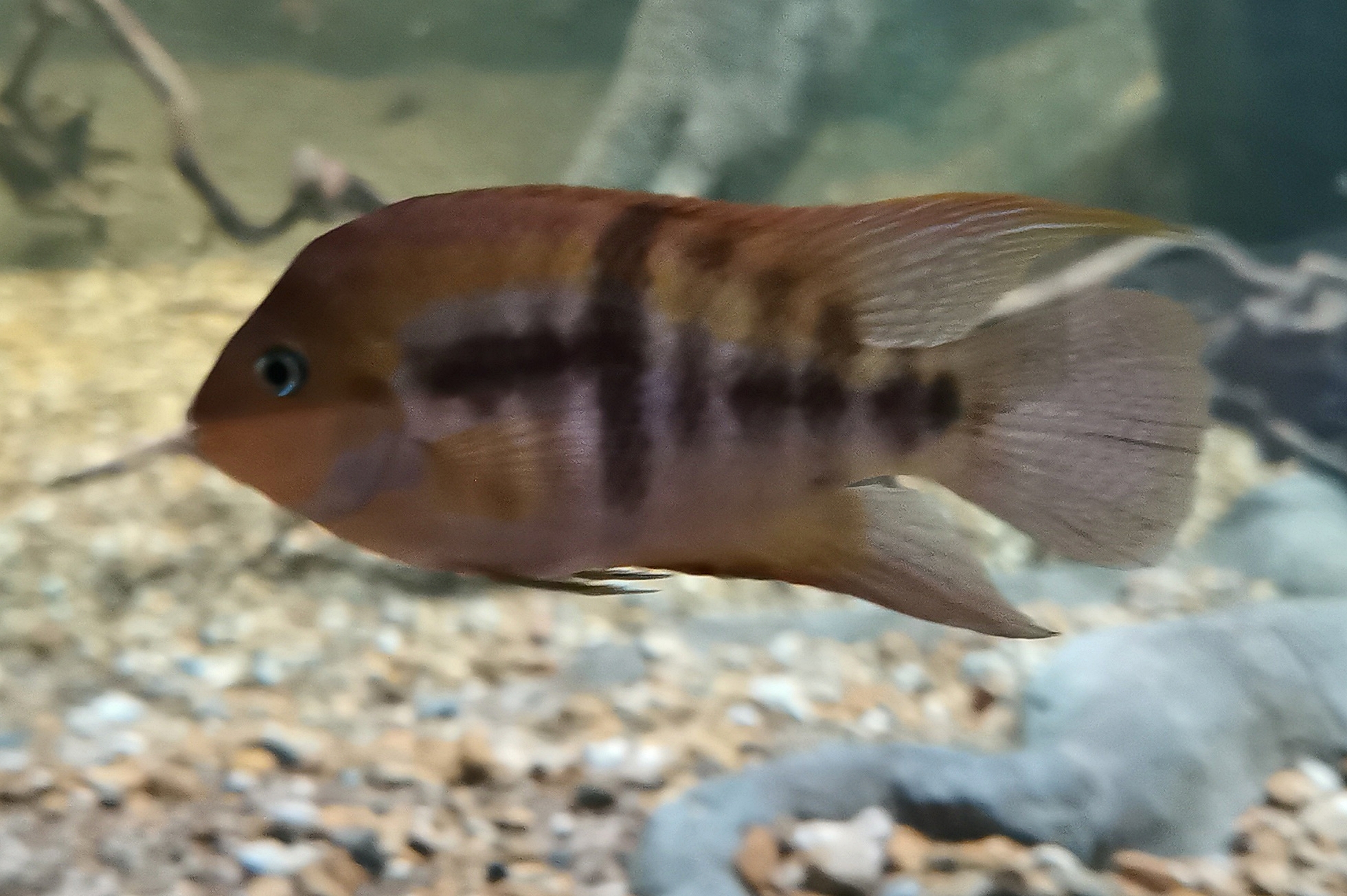 Sajica cichlid (Amatitlania sajica)