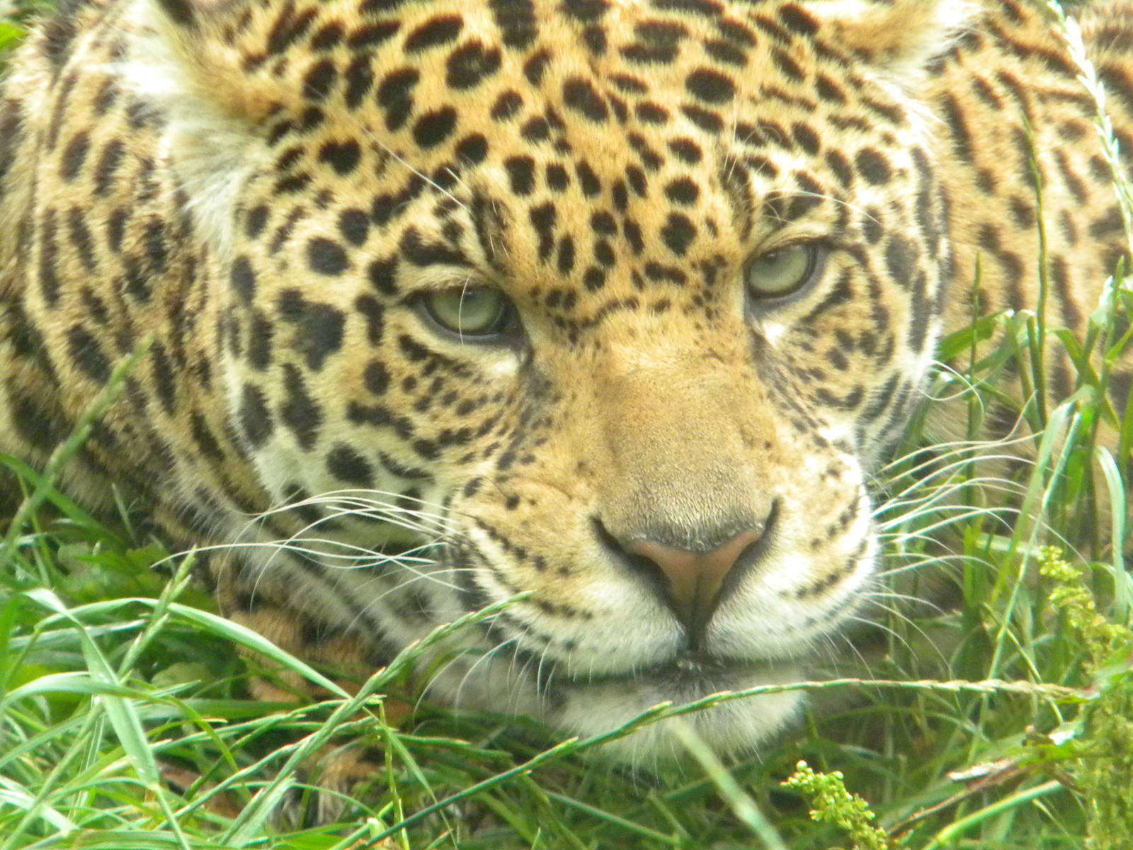 Saka the Jaguar  at SLWAP 16/07/11