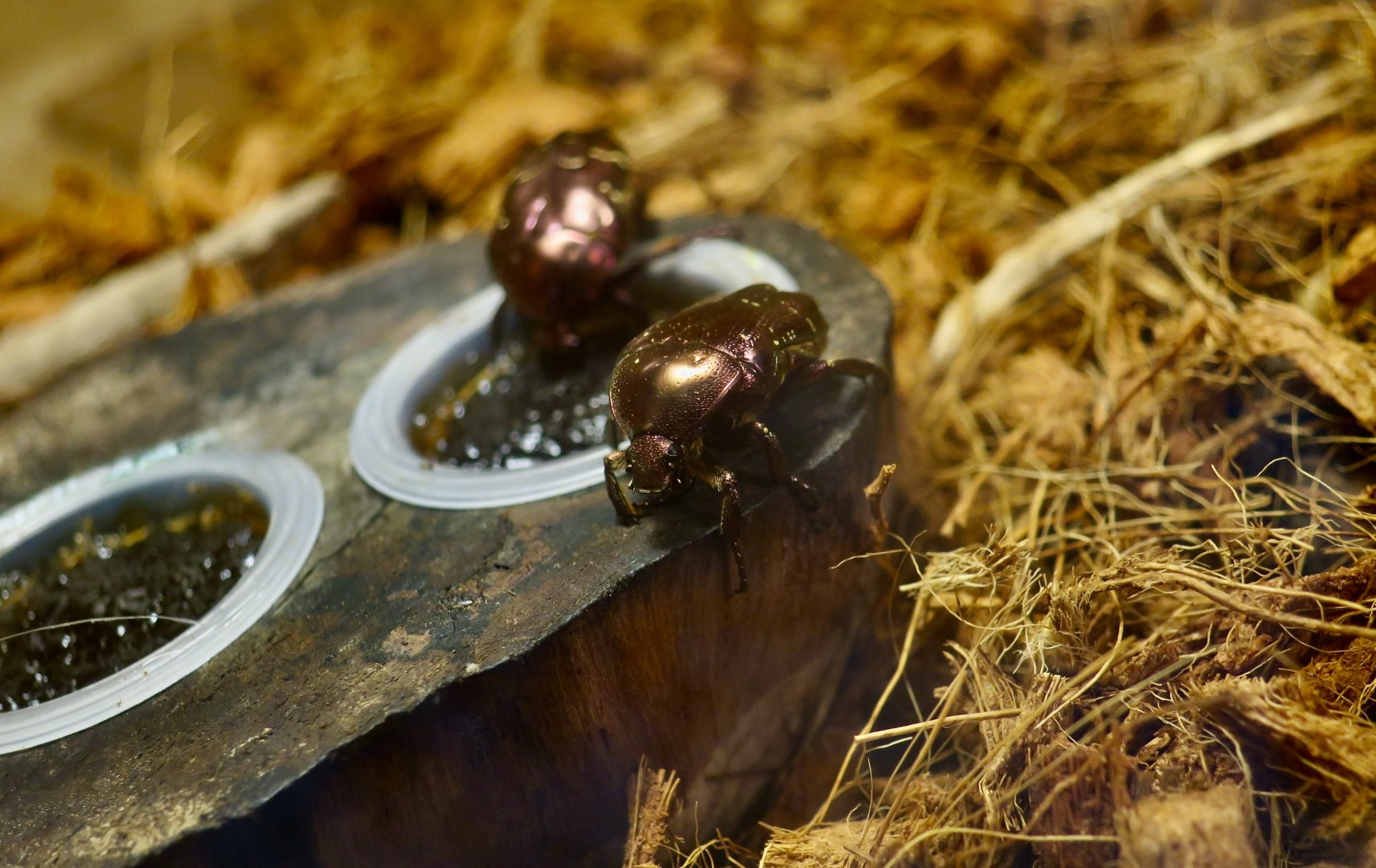 Sakai's Flower Chafer (Protaetia orientalis sakaii) - Taiwan Insectarium (台灣昆蟲館)
