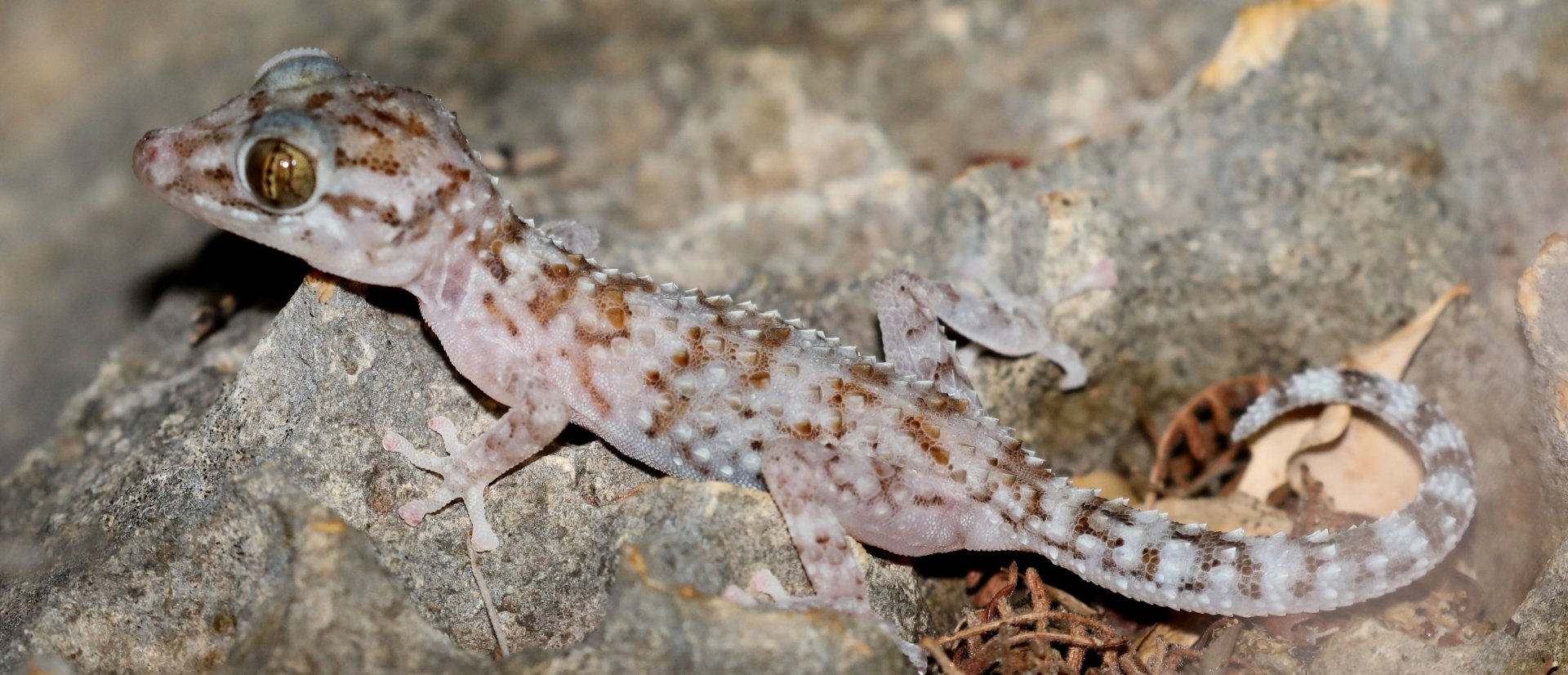Sakalava velvet gecko (Blaesodactylus sakalava)
