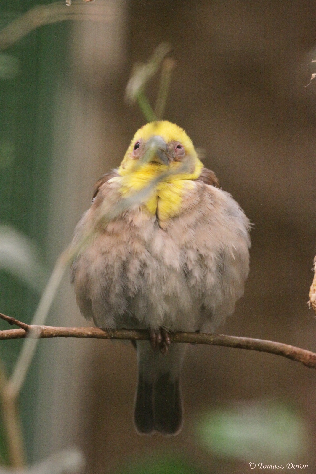 Sakalava Weaver (Ploceus sakalava) October 2009