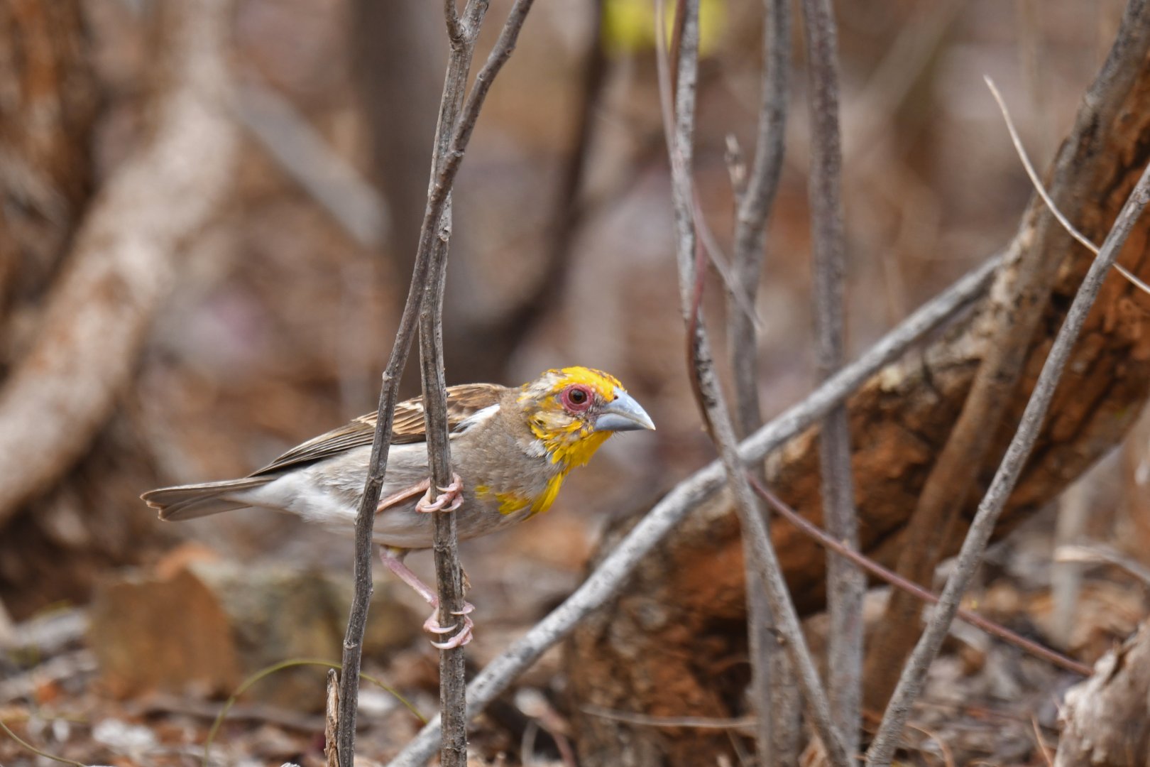 Sakalava Weaver Ploceus sakalava