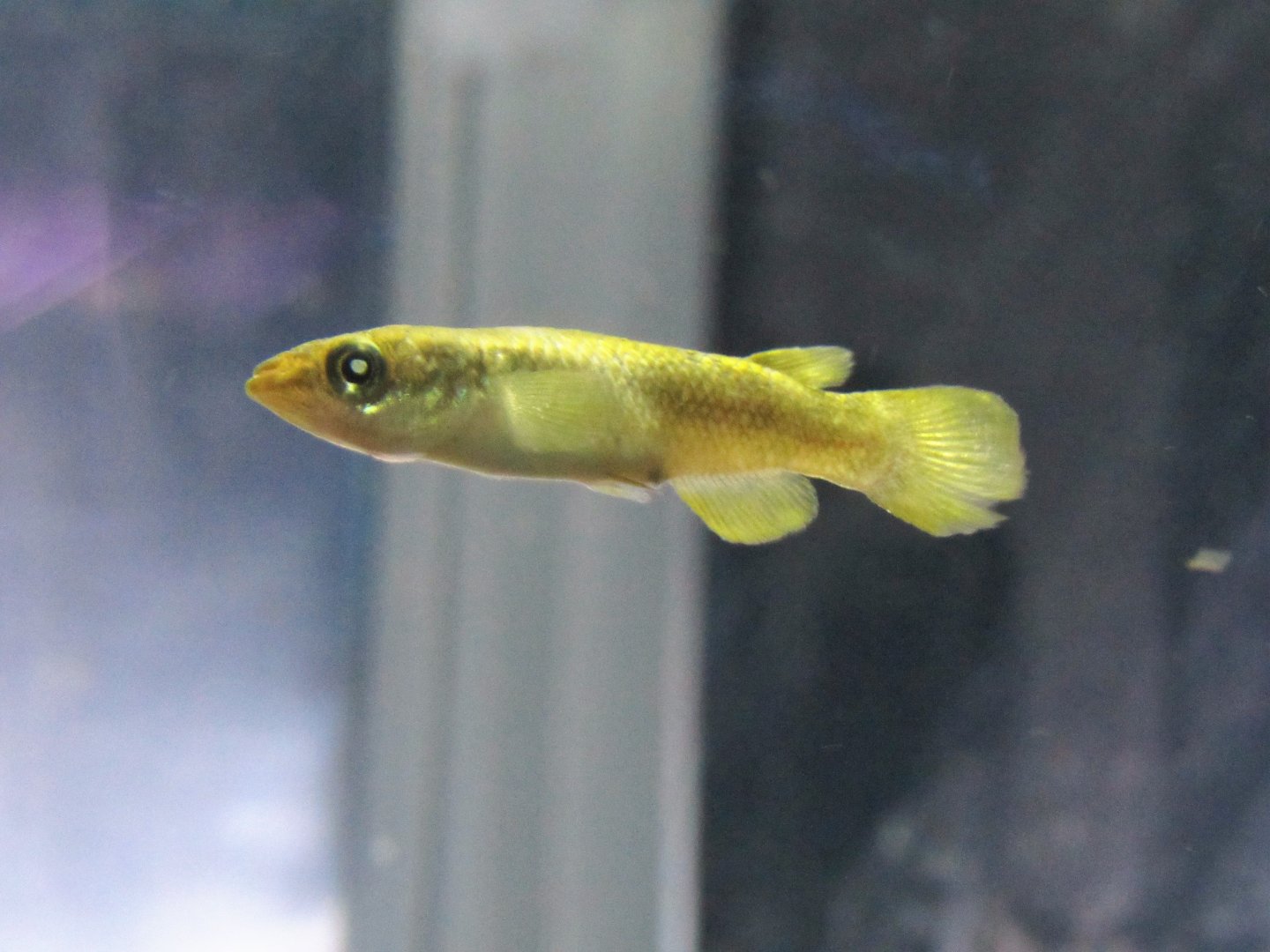 Sakaramy river killifish