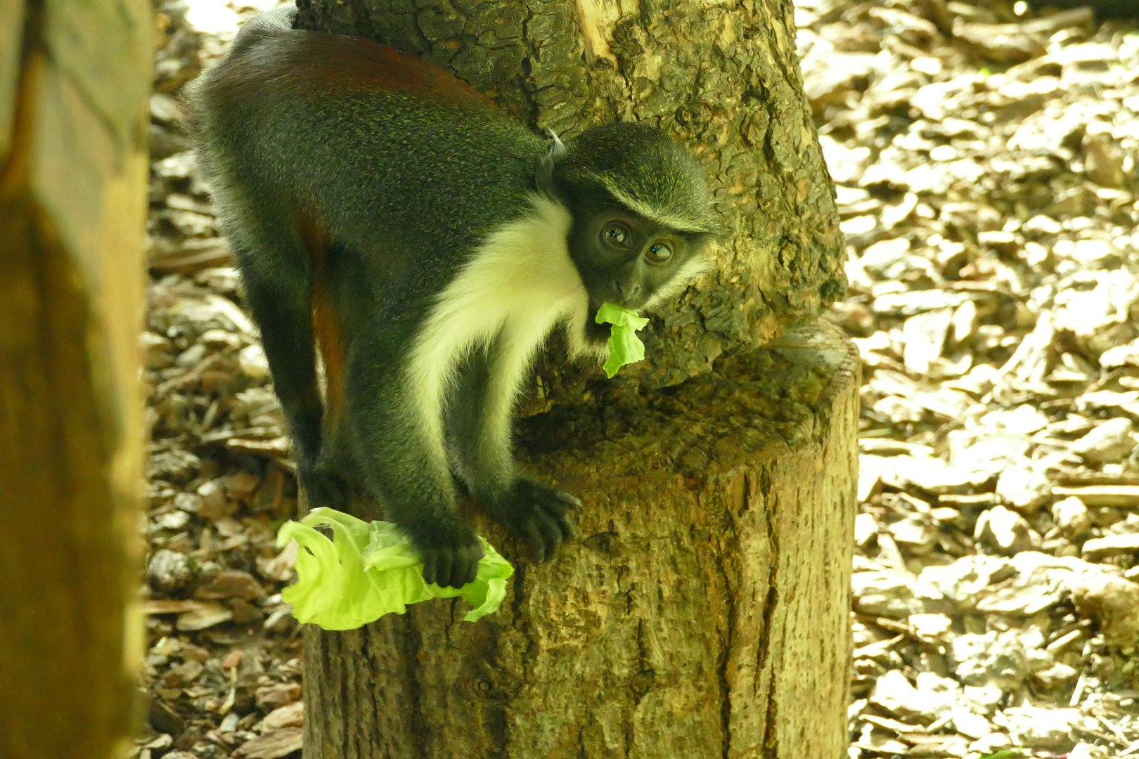 Sakari, Diana Monkey, November 2022