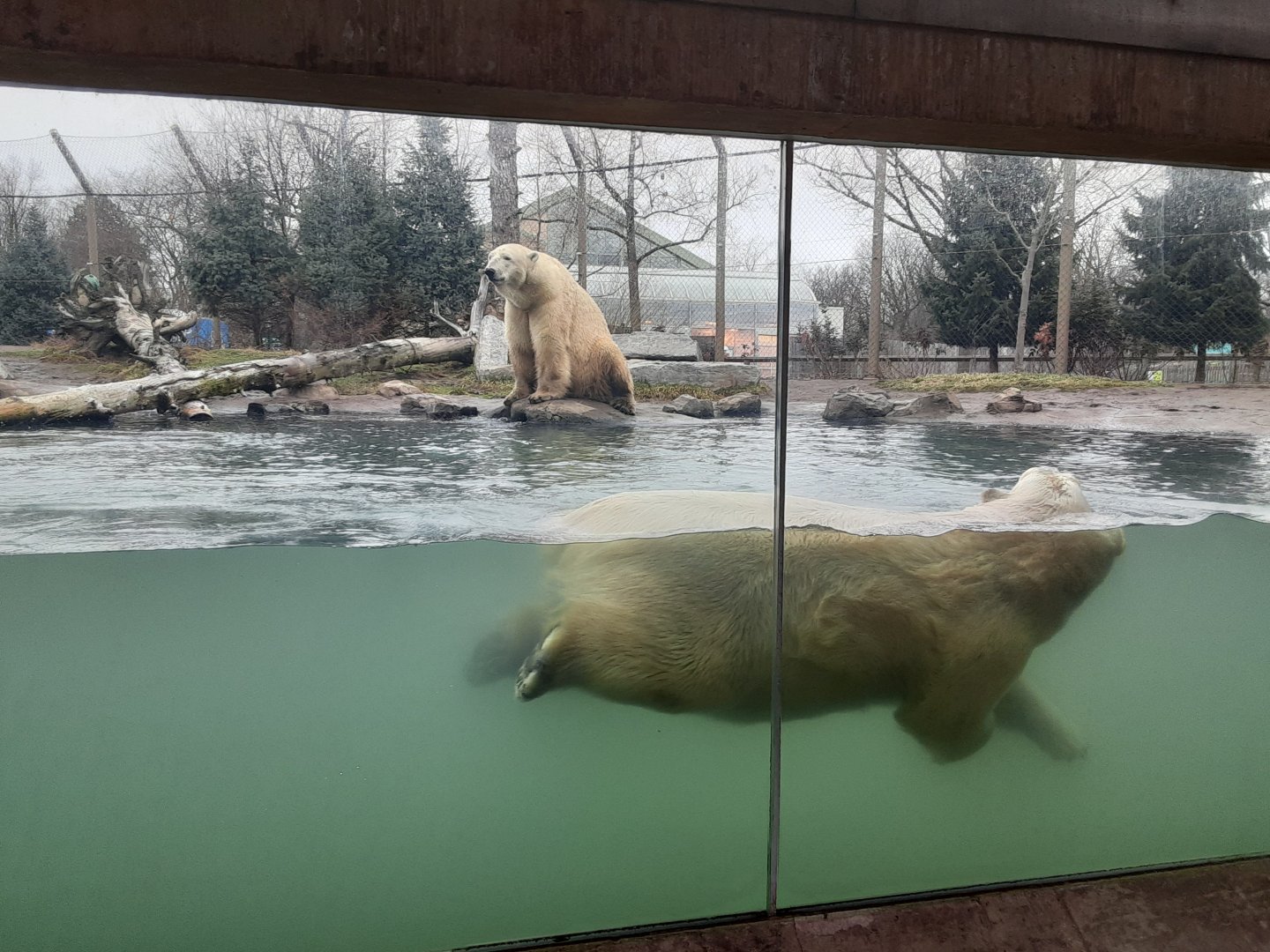 Sakari the Lifeguard?