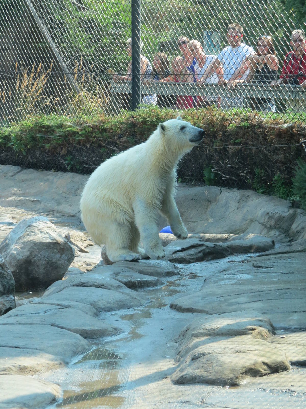 sakari was watching workers put up zoo lights