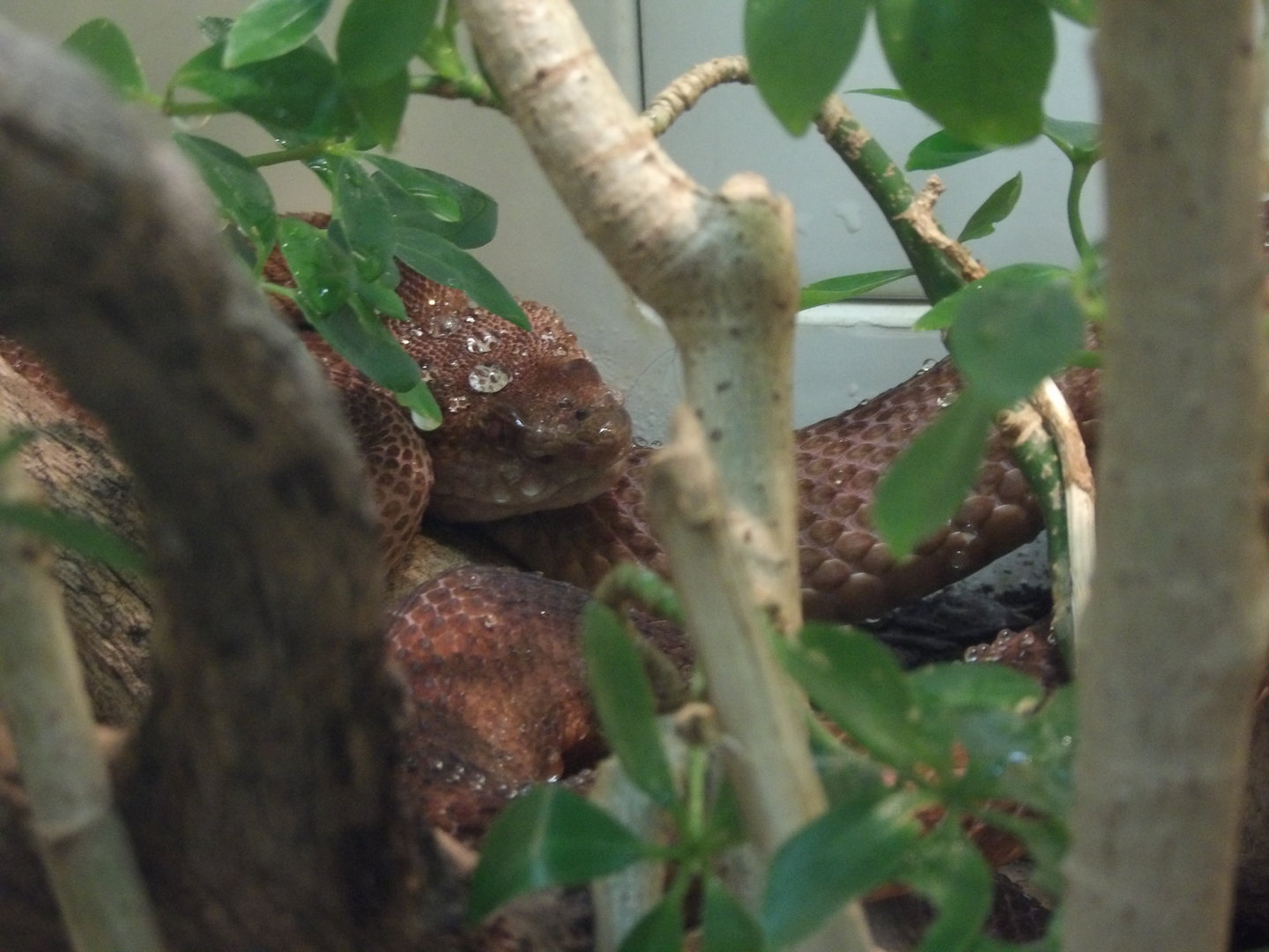 Sakashima Habu(Trimeresurus elegans)