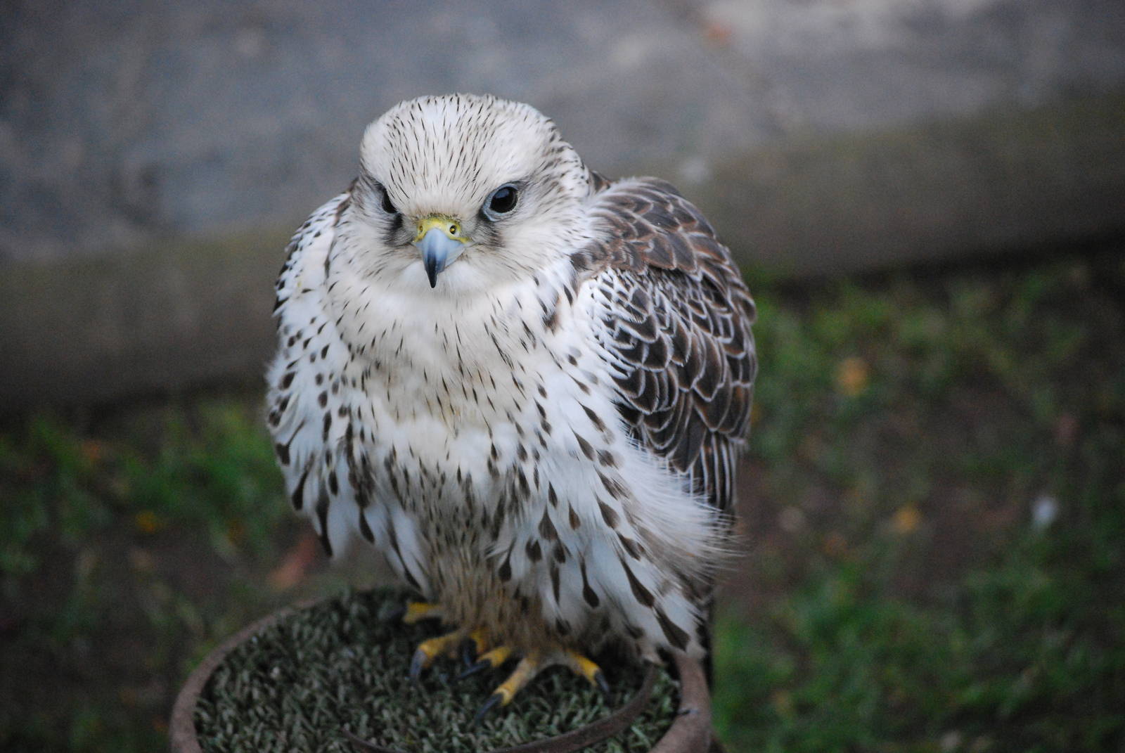 SAKER FALCON 1