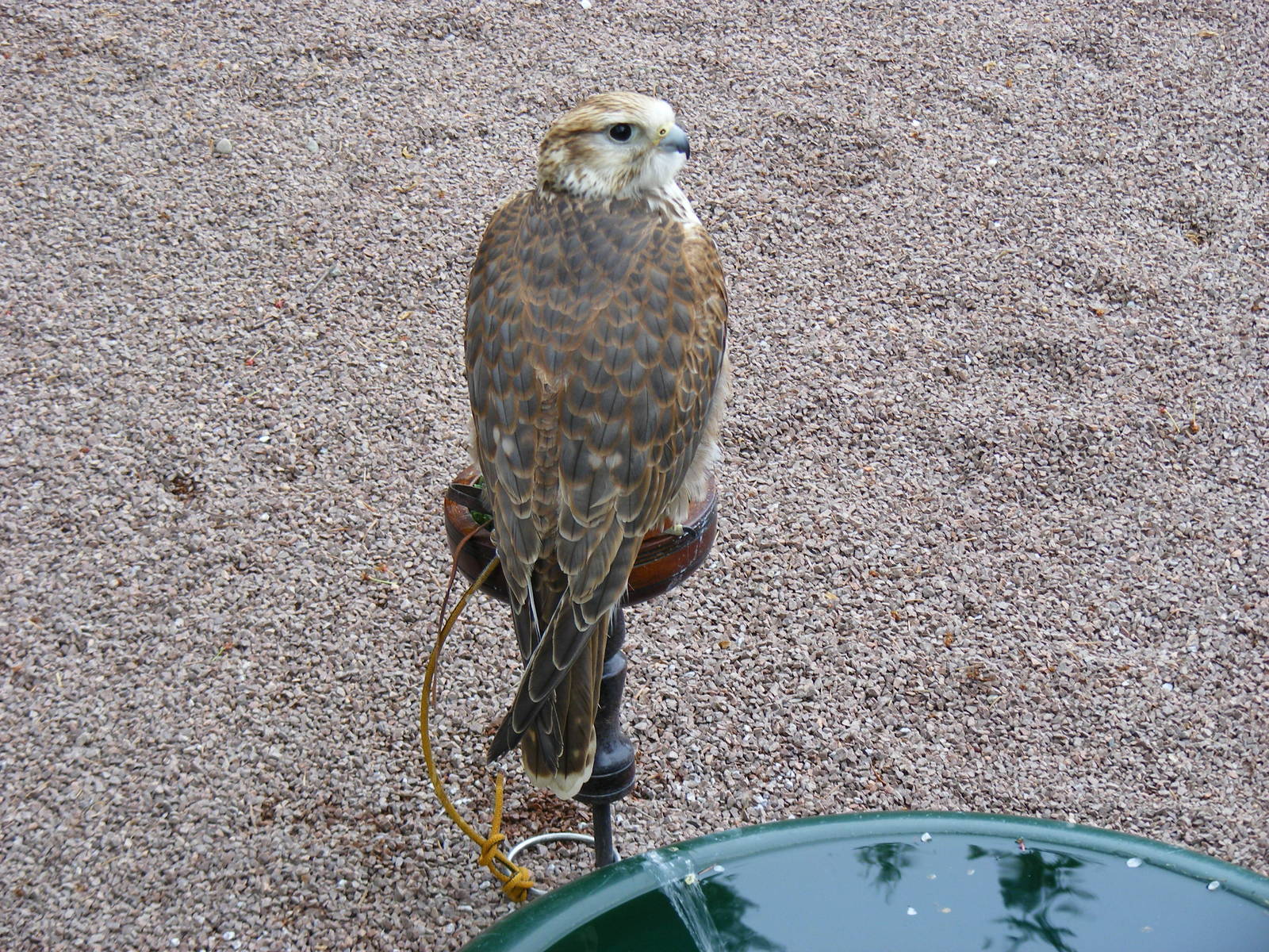 Saker falcon at Blair Drummond Safari Park, 19 May 2010