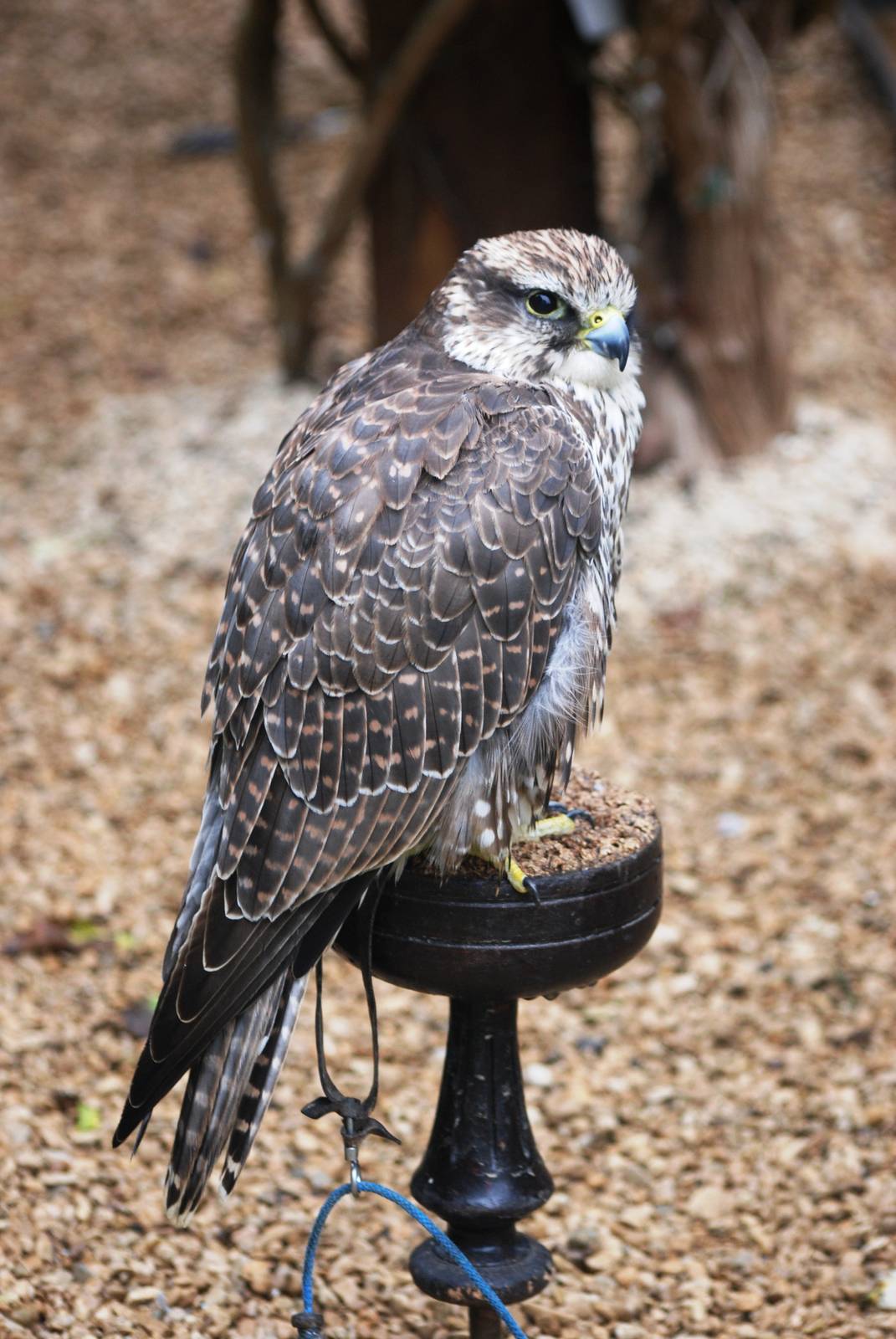 Saker Falcon at Cotswold Falconry Centre, 13/09/13