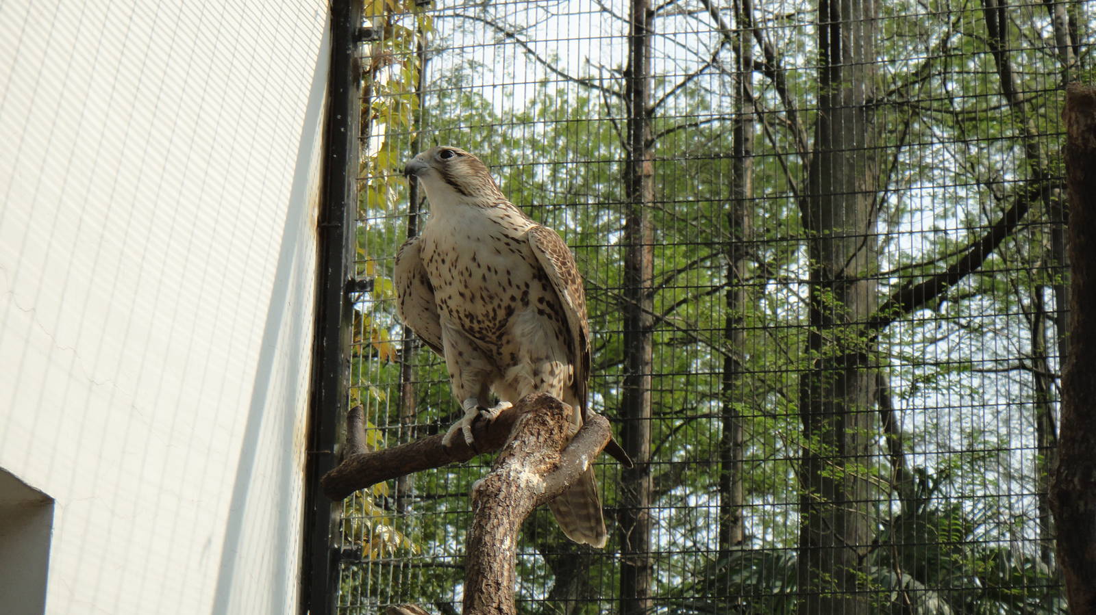 Saker falcon at Shanghai zoo 2014-4-3