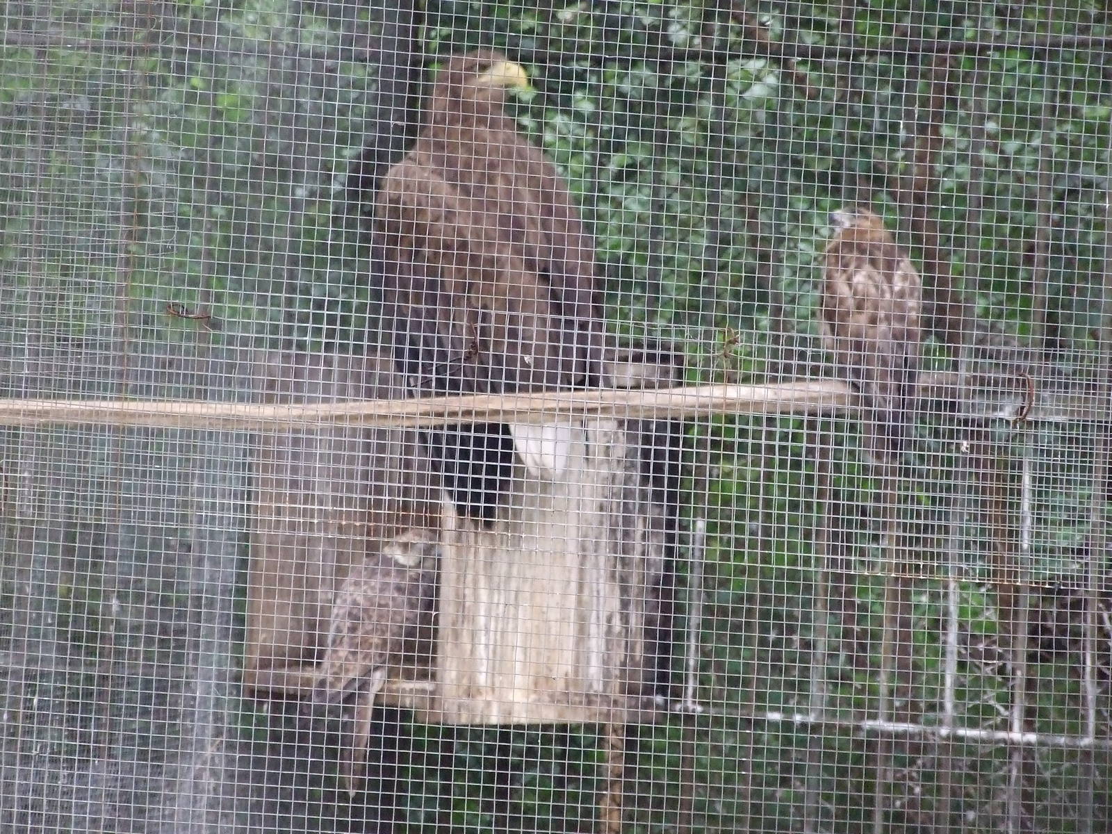 Saker falcon, buzzard and white-talied sea eagle