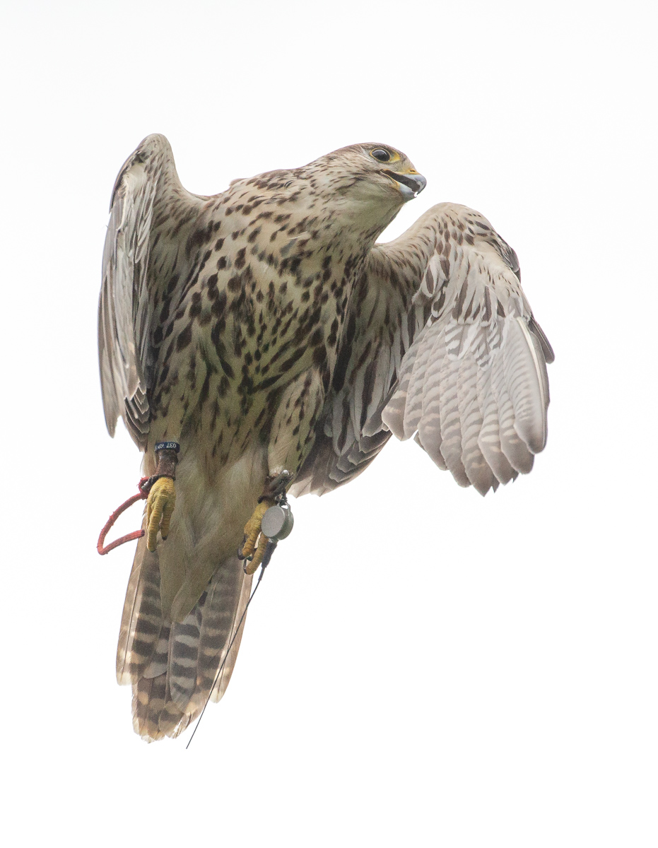 Saker falcon : Cotswold Falconry Centre : 04 Sep 2020