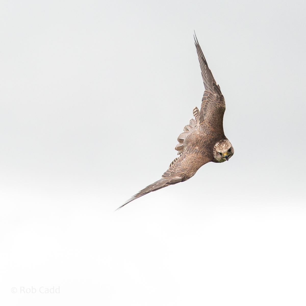 Saker falcon : Cotswold Falconry Centre : 04 Sep 2020